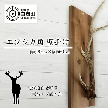 エゾジカ角