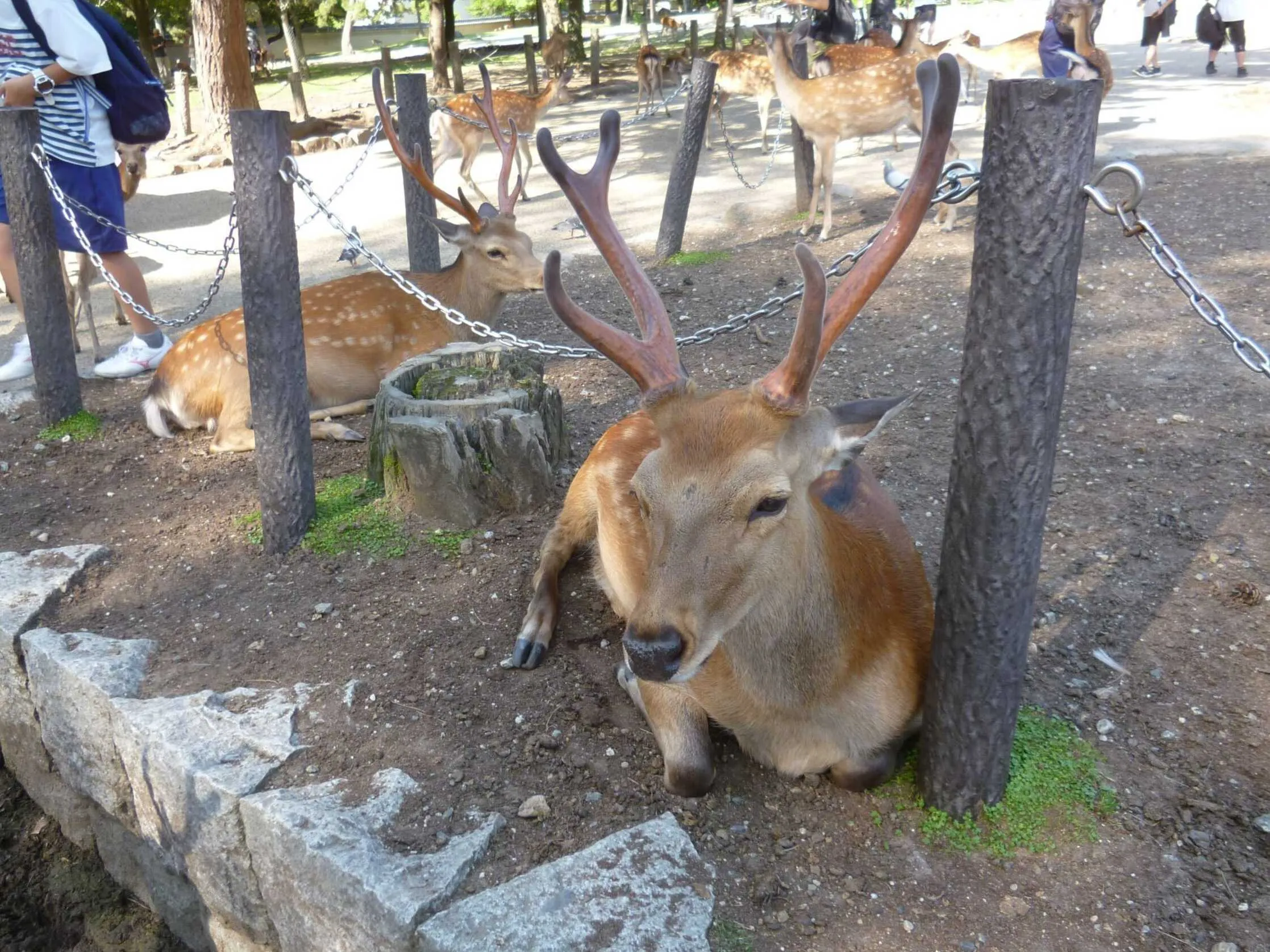 奈良公園