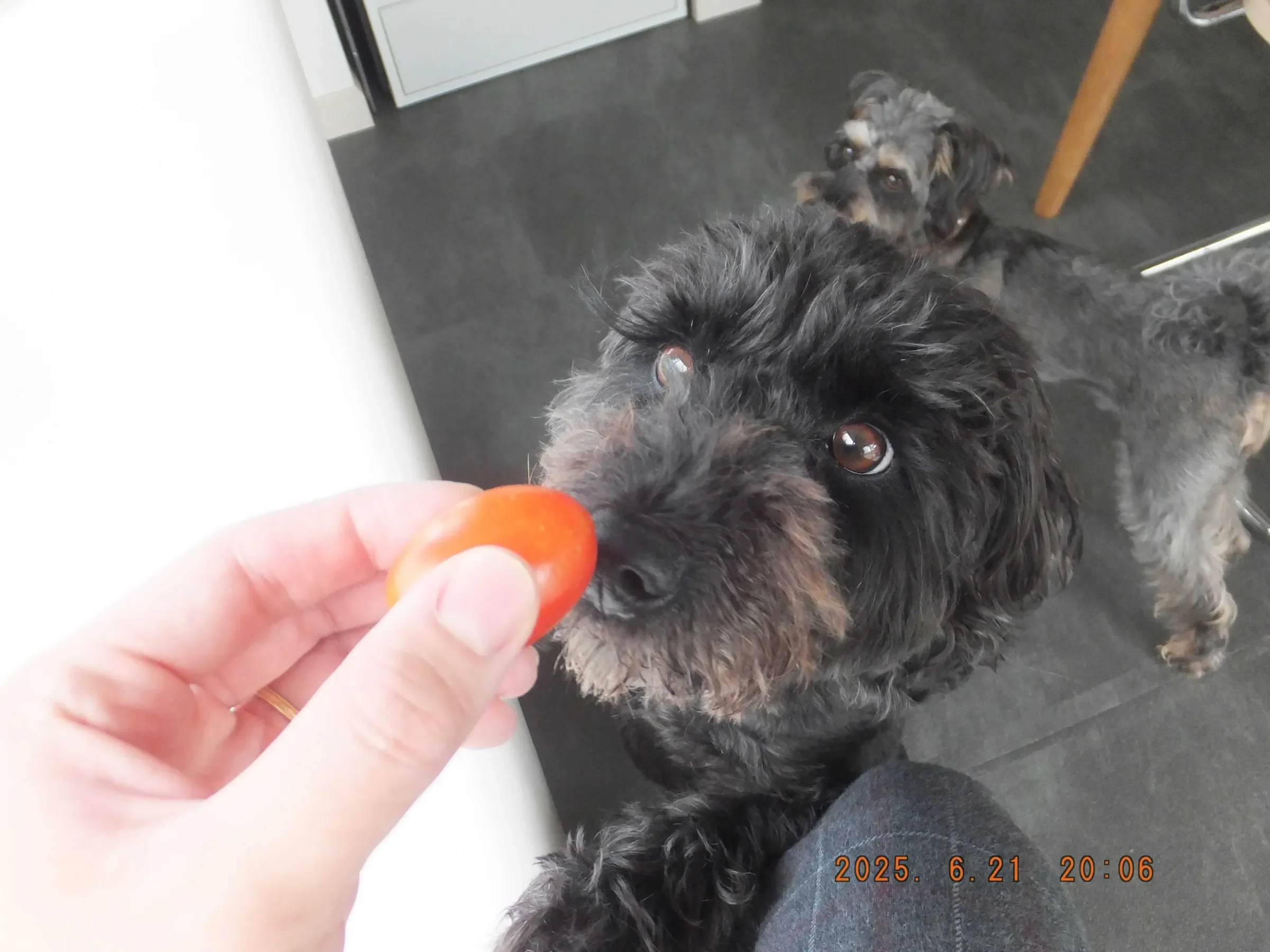 犬