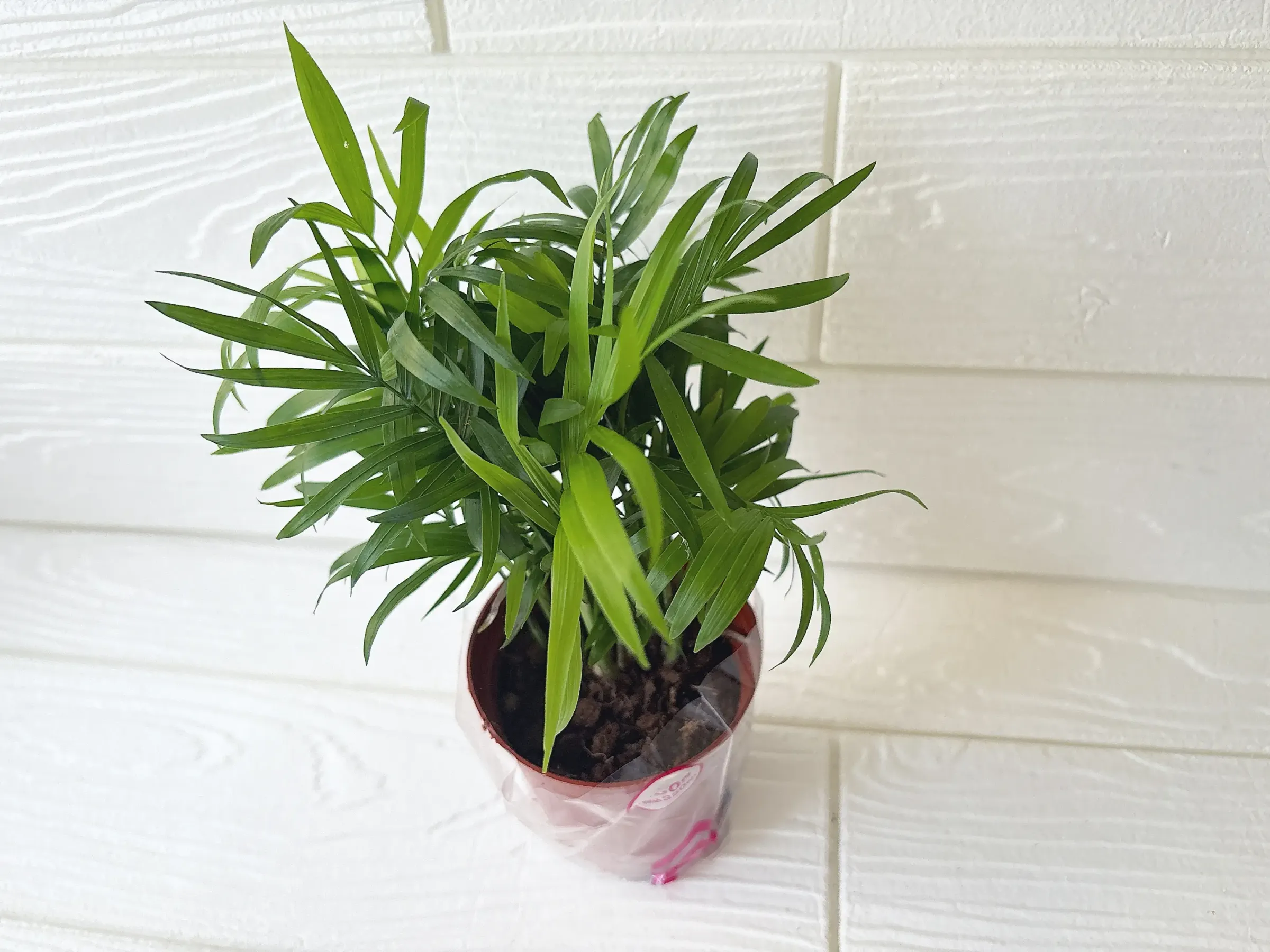 ダイソー観葉植物テーブルヤシ