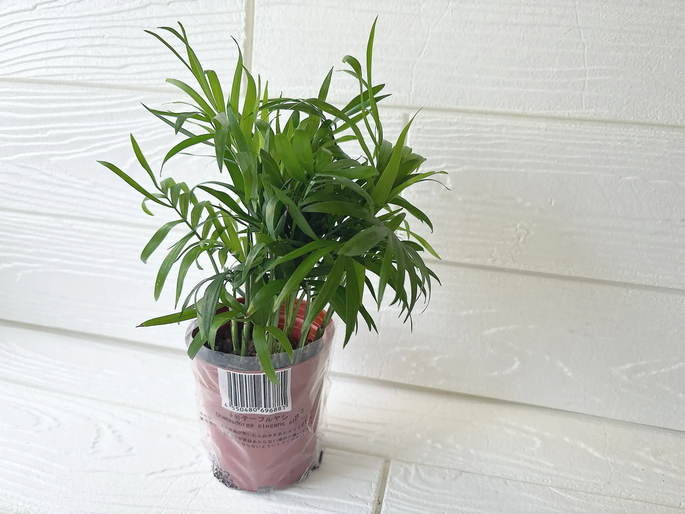 ダイソー観葉植物テーブルヤシ