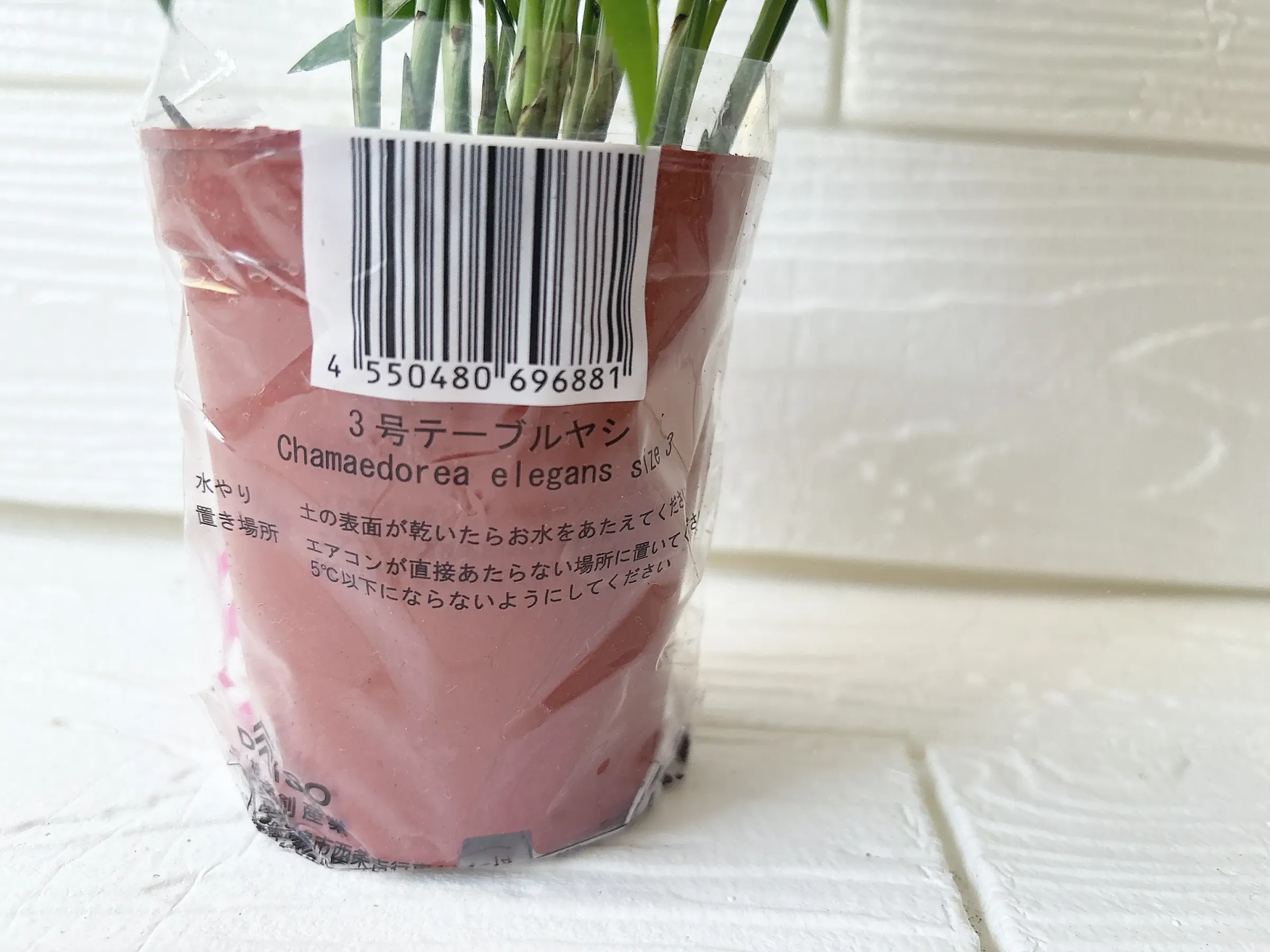 ダイソー観葉植物テーブルヤシ