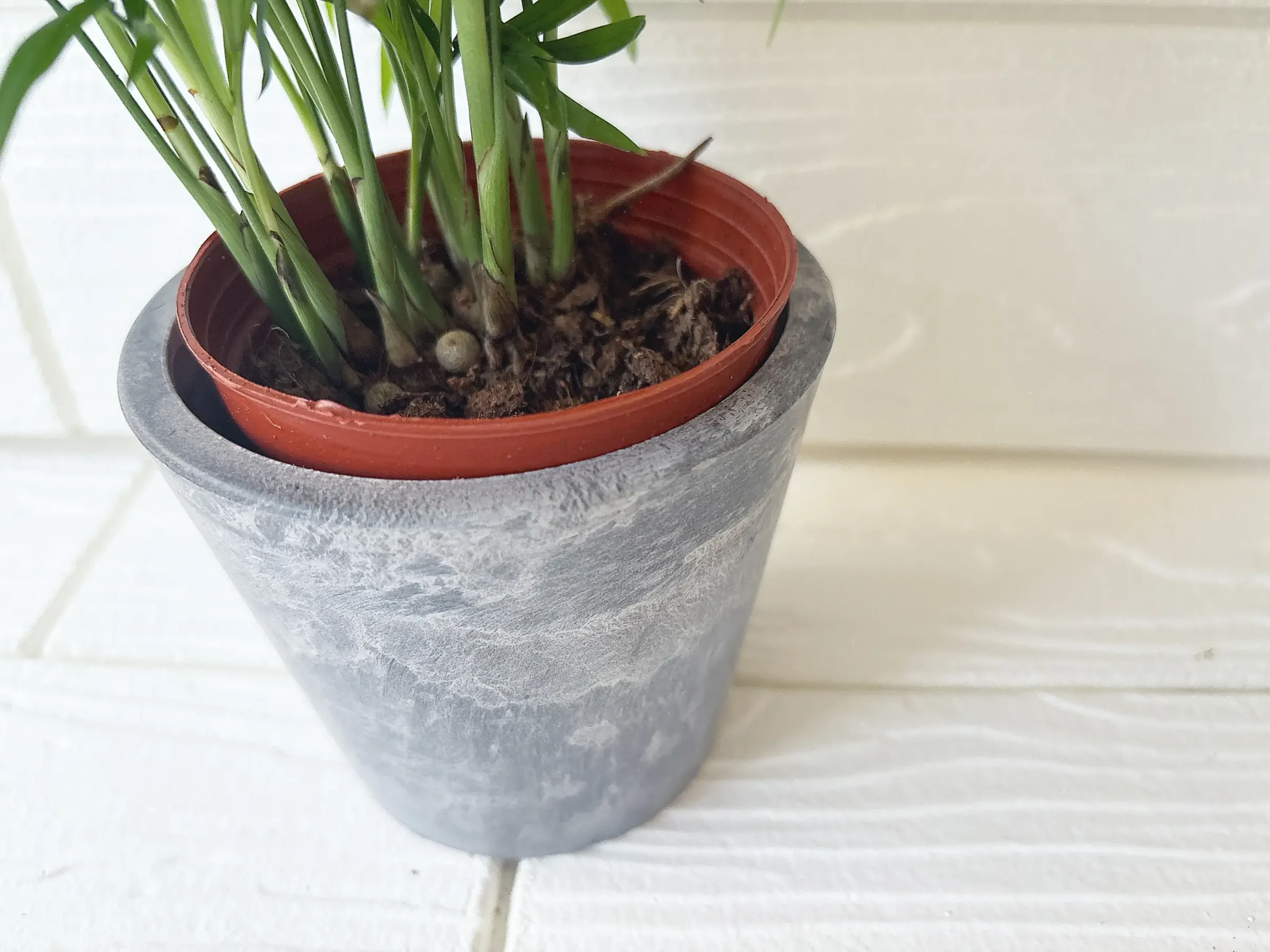ダイソー観葉植物テーブルヤシ