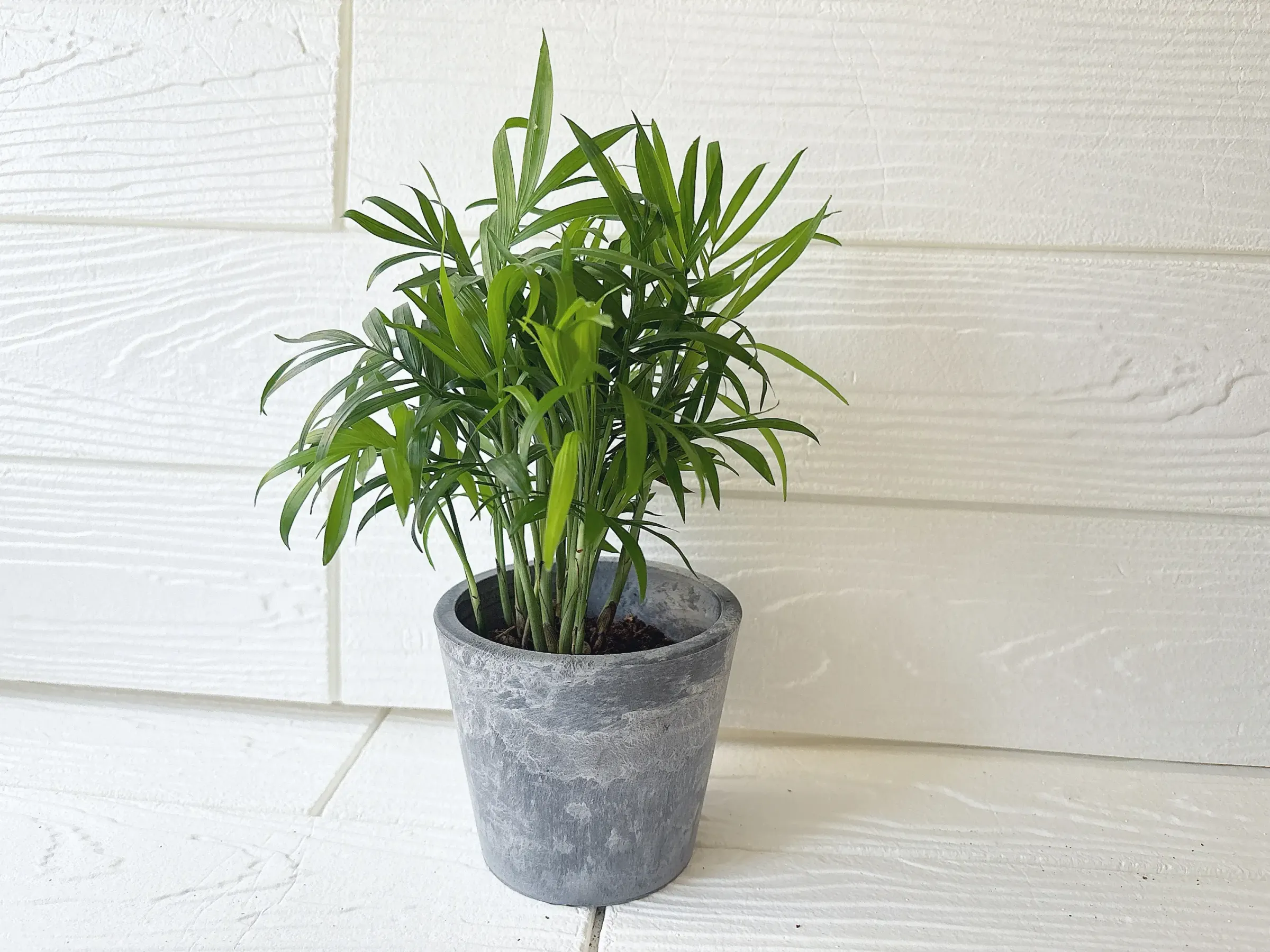 ダイソー観葉植物テーブルヤシ
