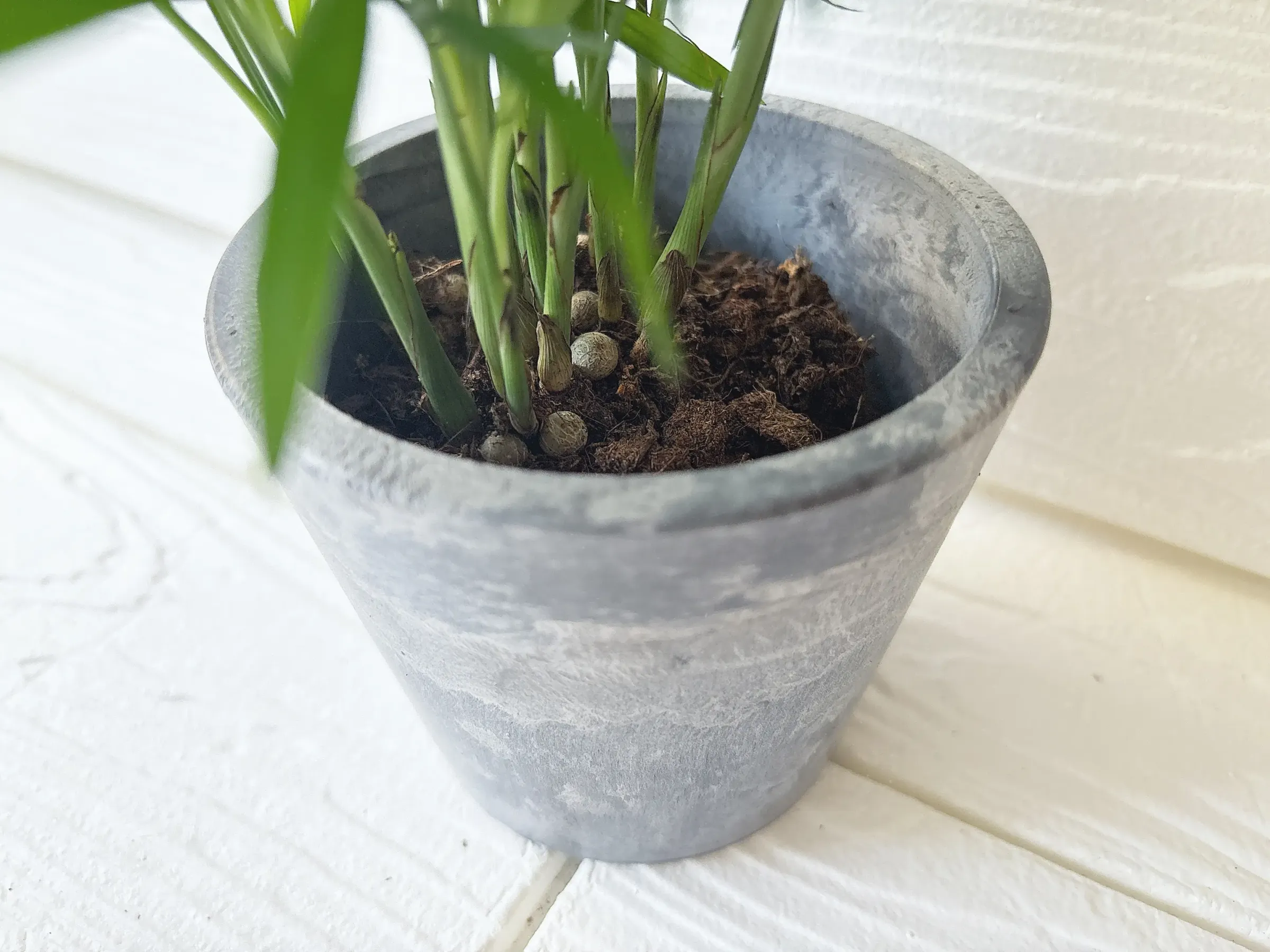 ダイソー観葉植物テーブルヤシ