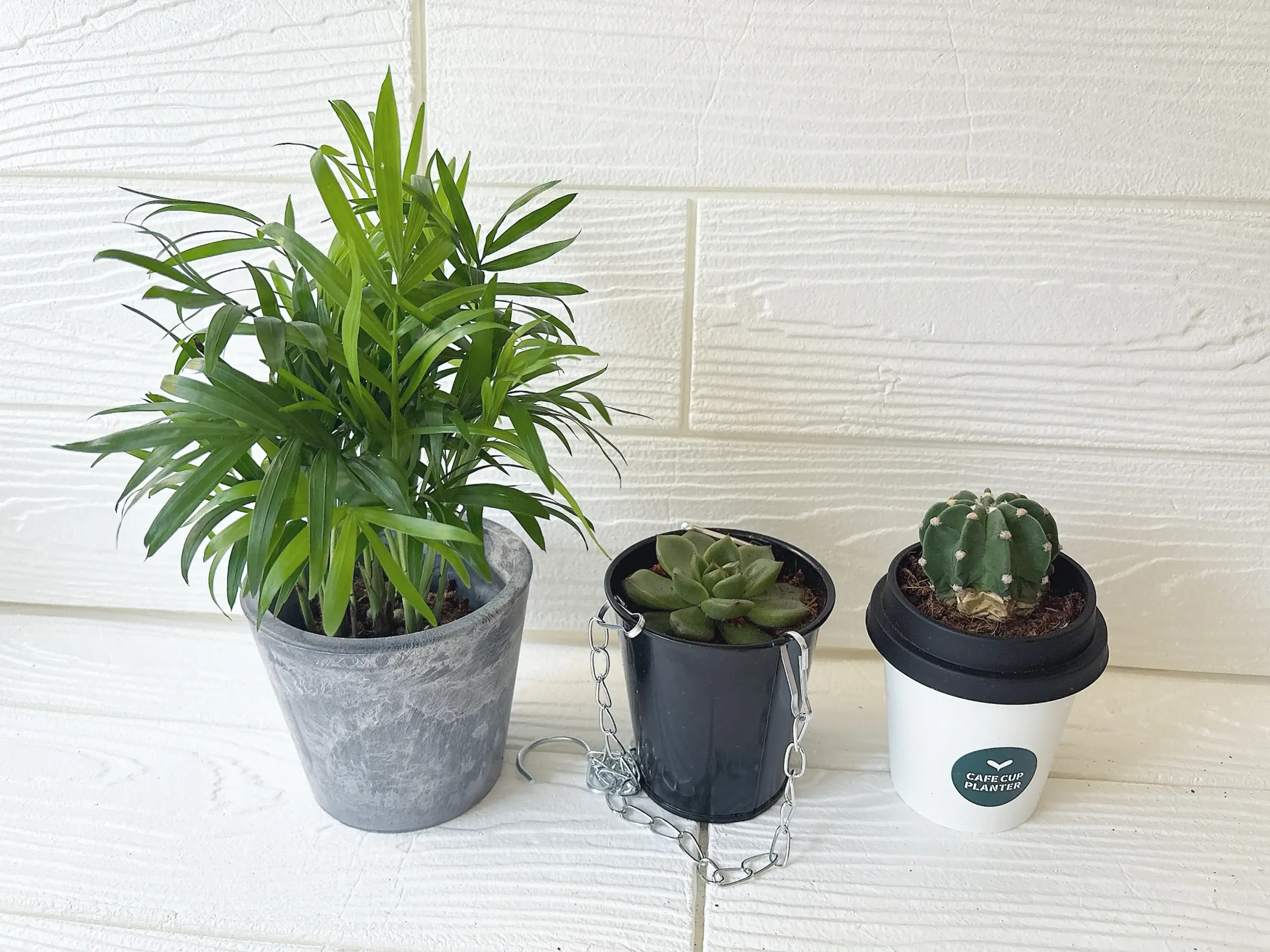 ダイソー観葉植物テーブルヤシと多肉植物