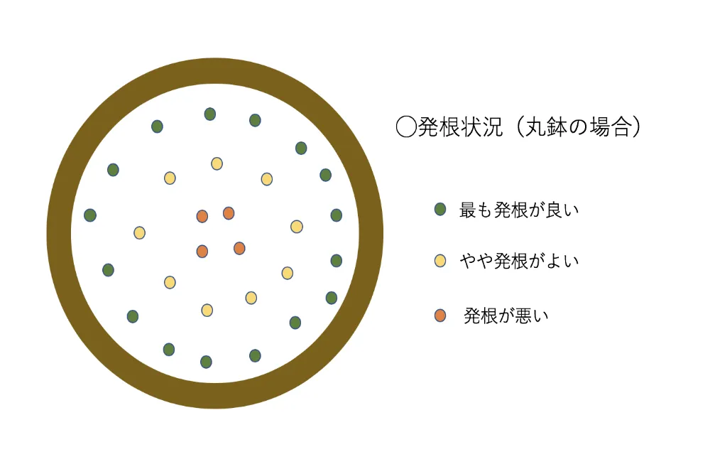 挿し木注意点