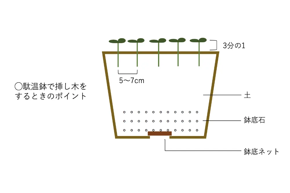 挿し木やり方