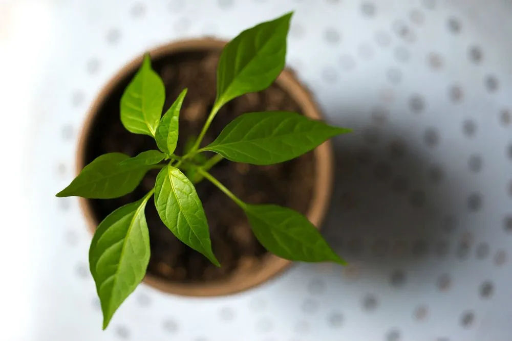 植木鉢