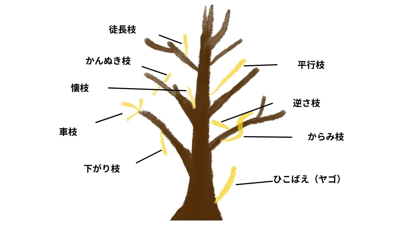 ヤマボウシの剪定箇所