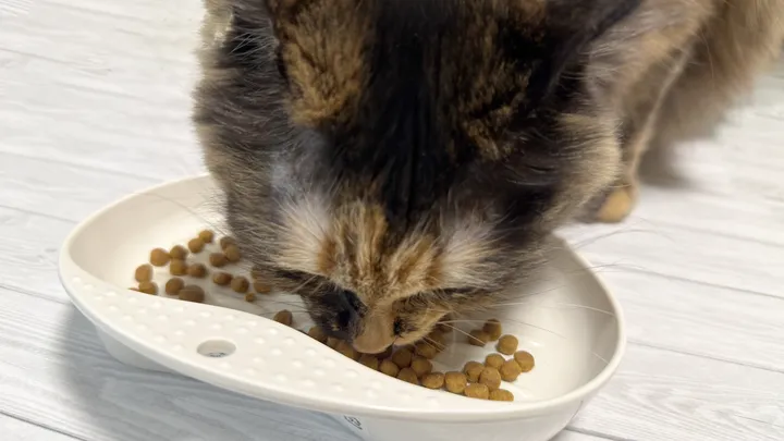 猫がキャットフードを食べている様子