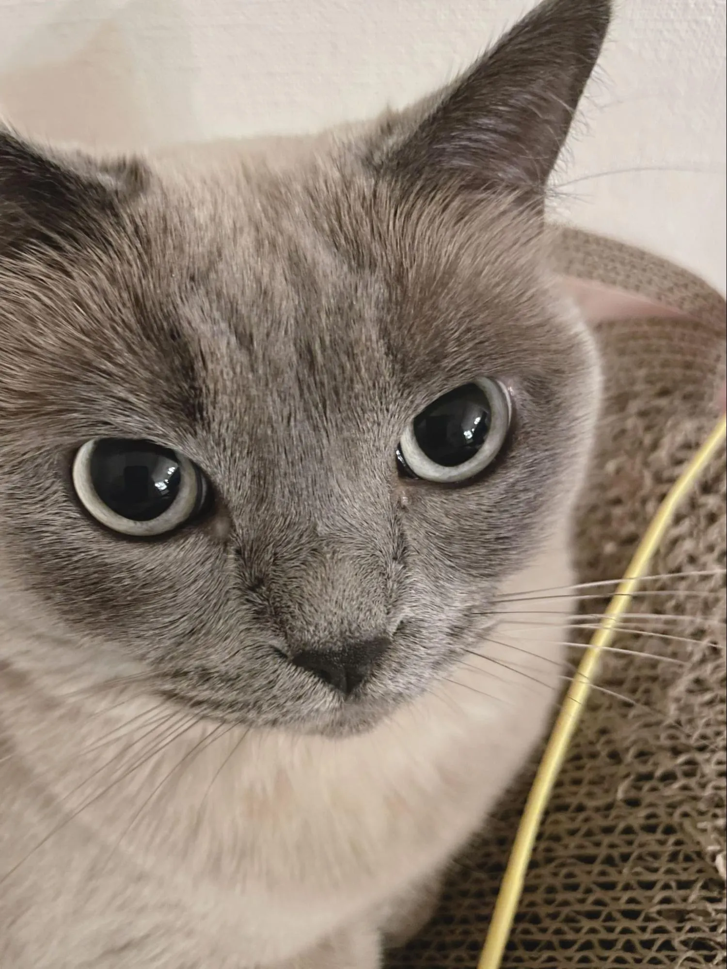 編集長の愛猫はマンチカンのあんこの画像