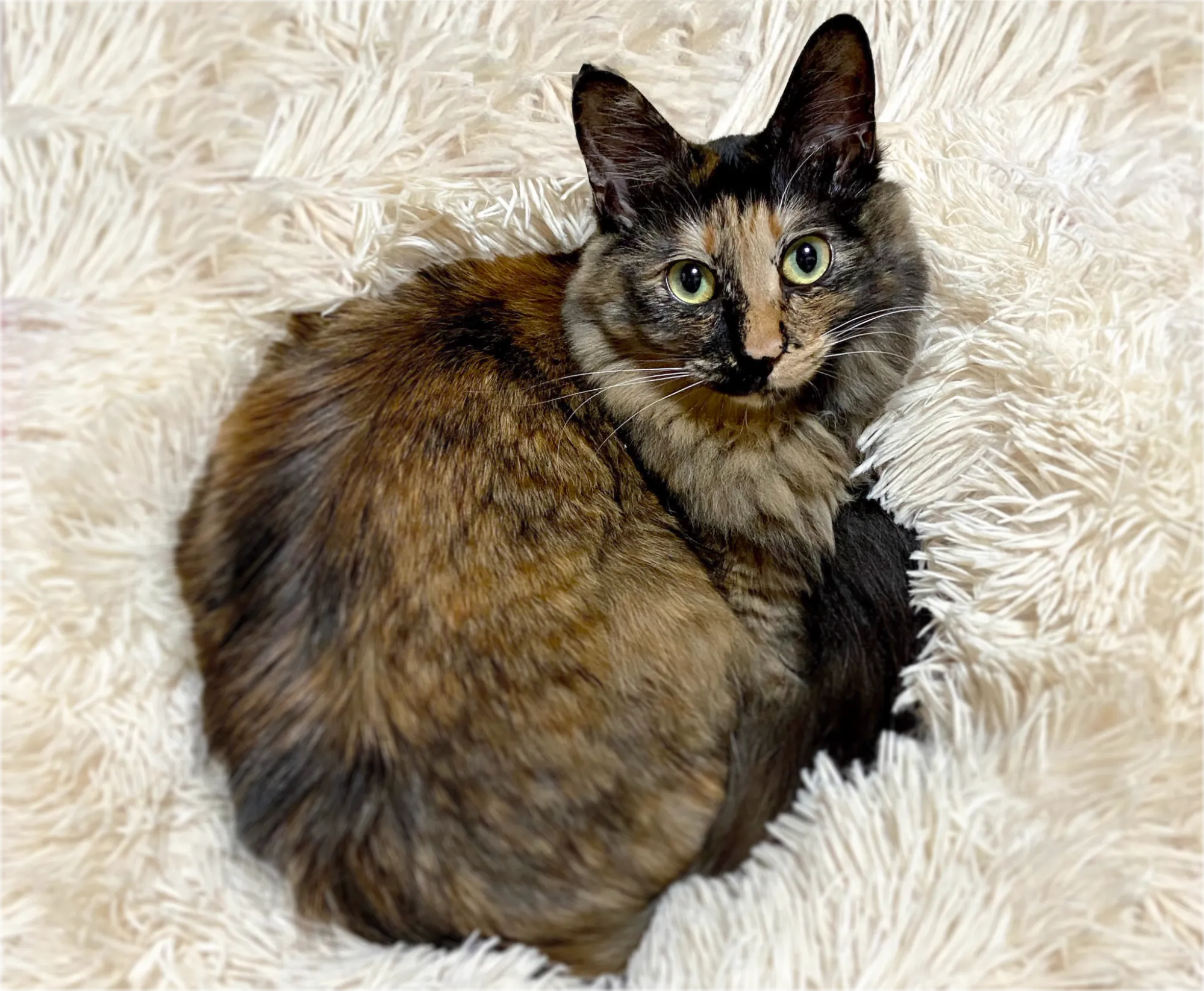 編集部ライターTさんの愛猫アデルの画像