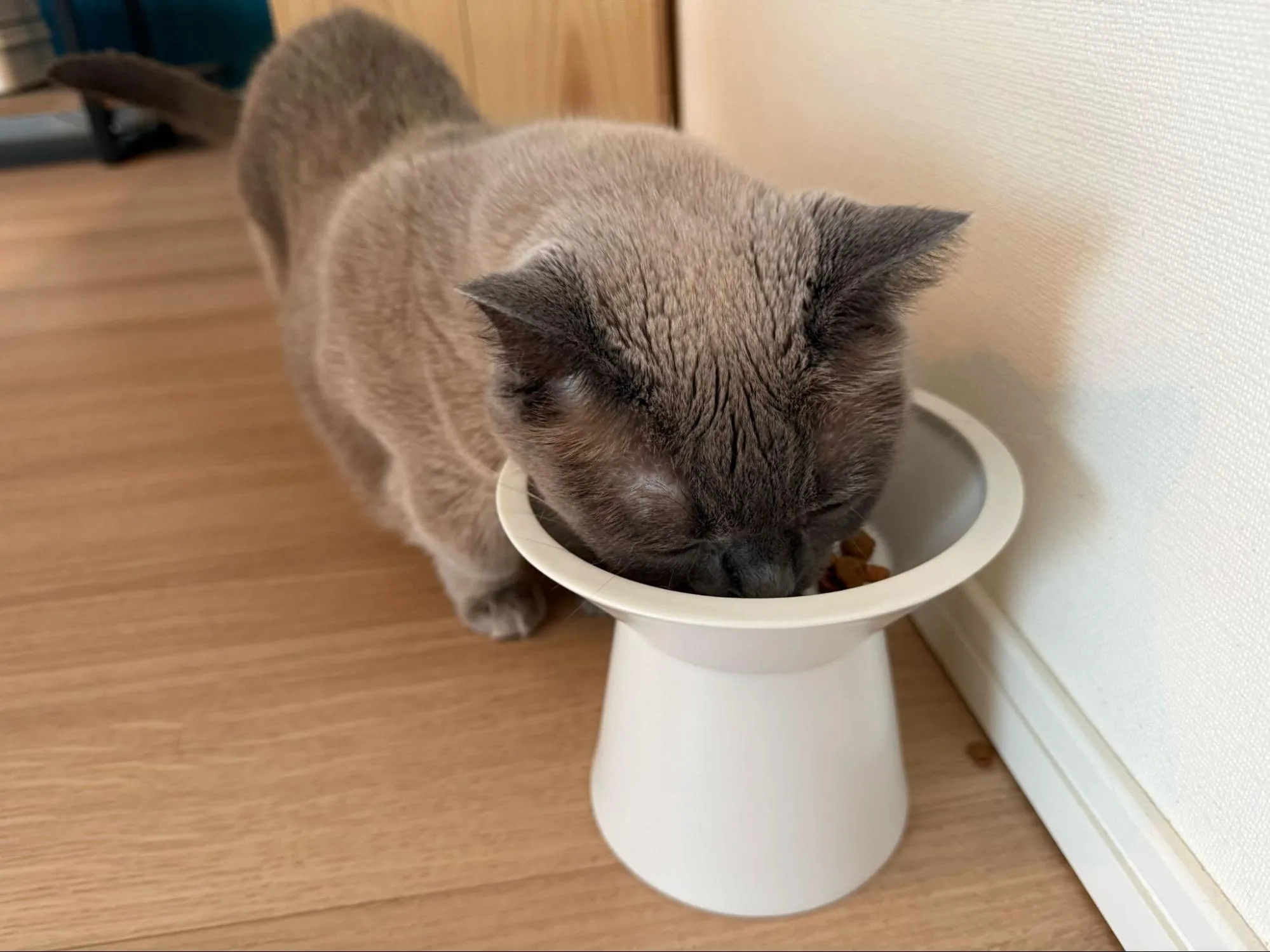 猫がキャットフードを食べる画像