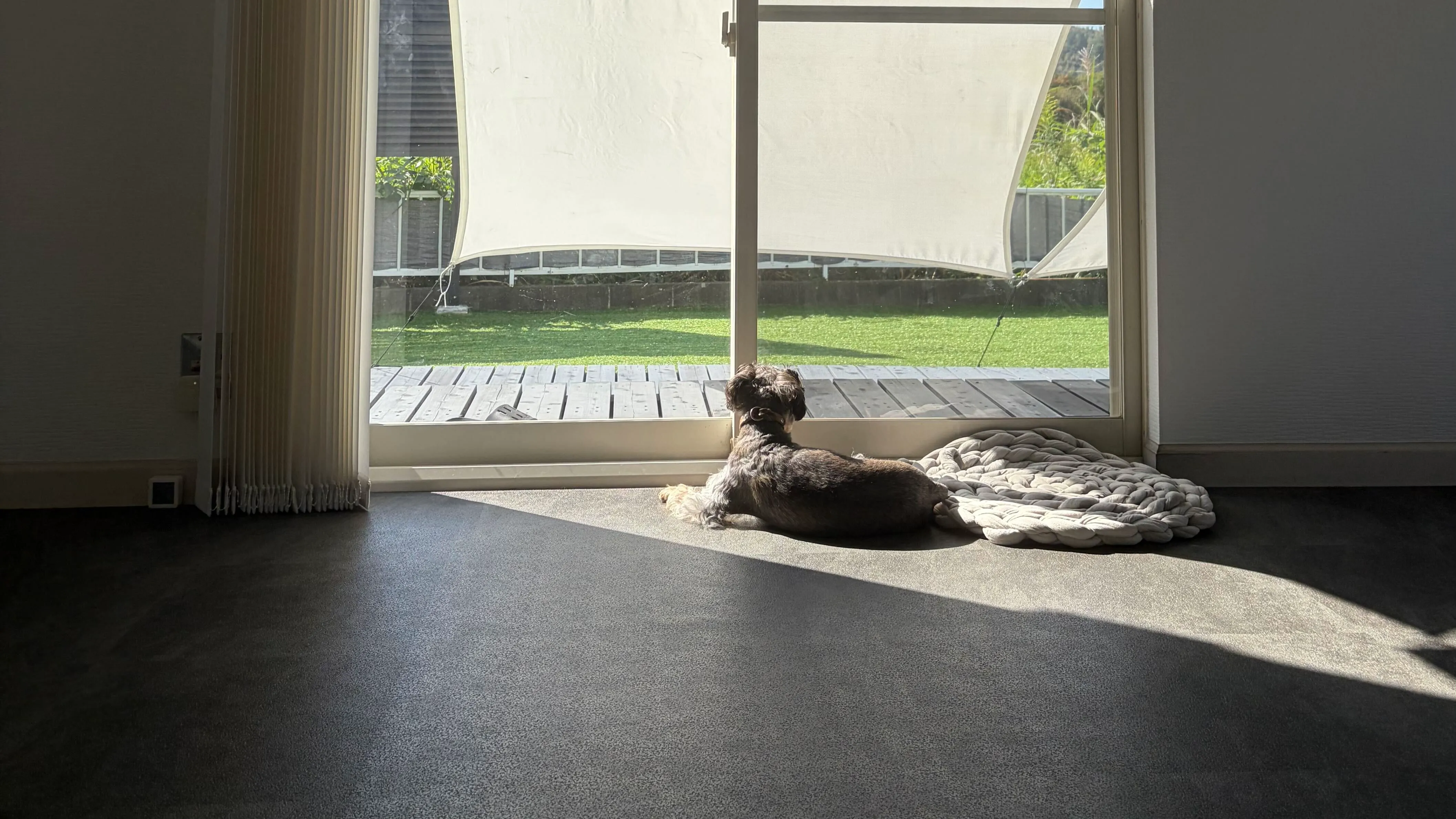 ノンスキッドと犬