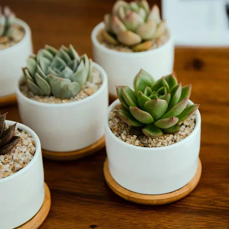 多肉植物プランター