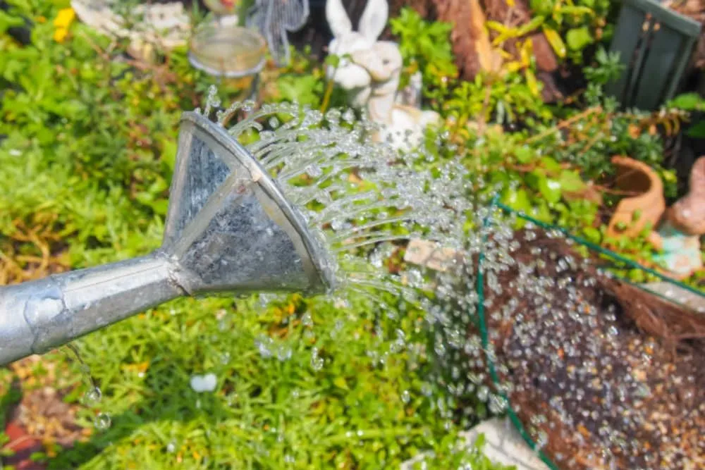 アンスリウムを育てるコツ