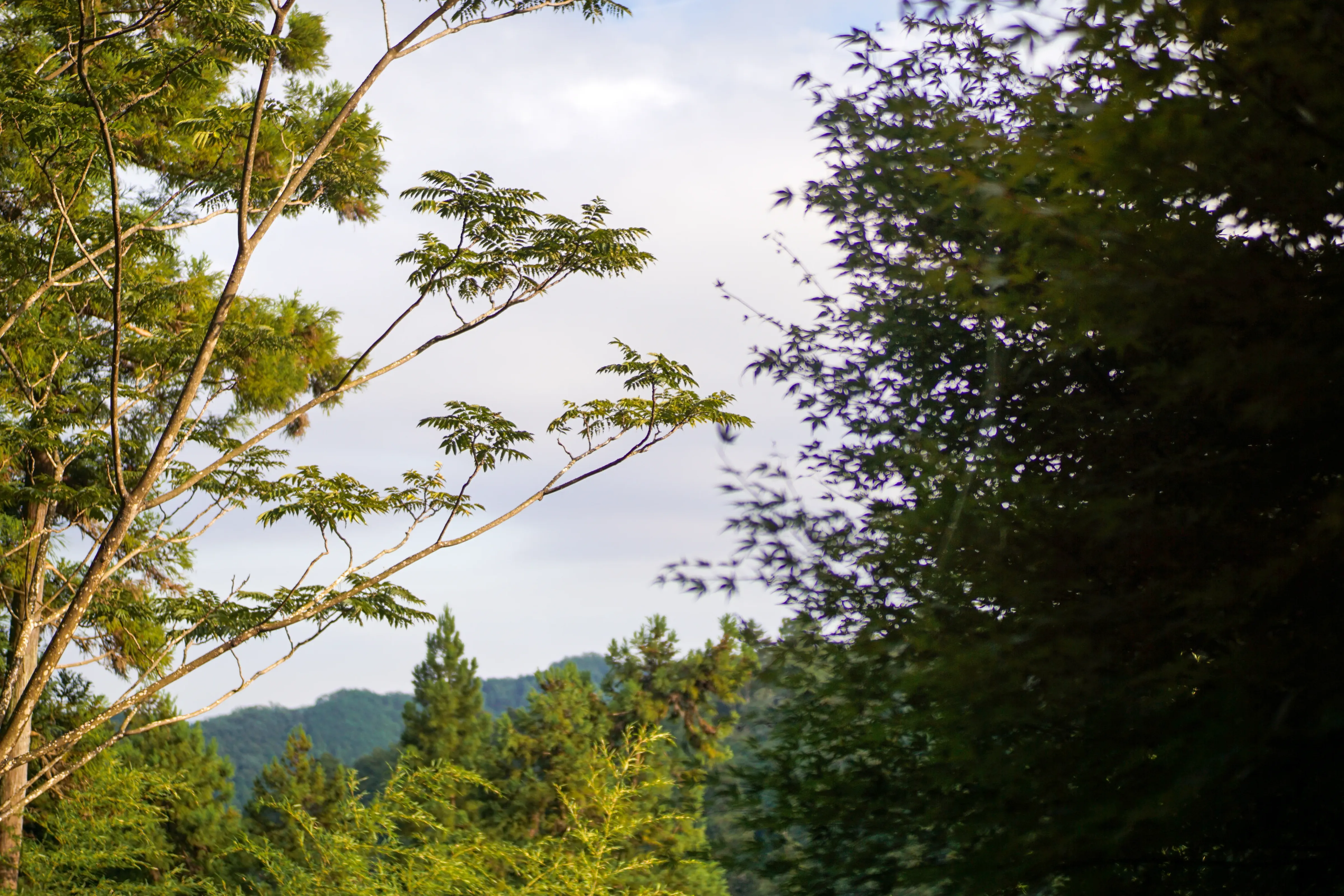 秋の山の風景
