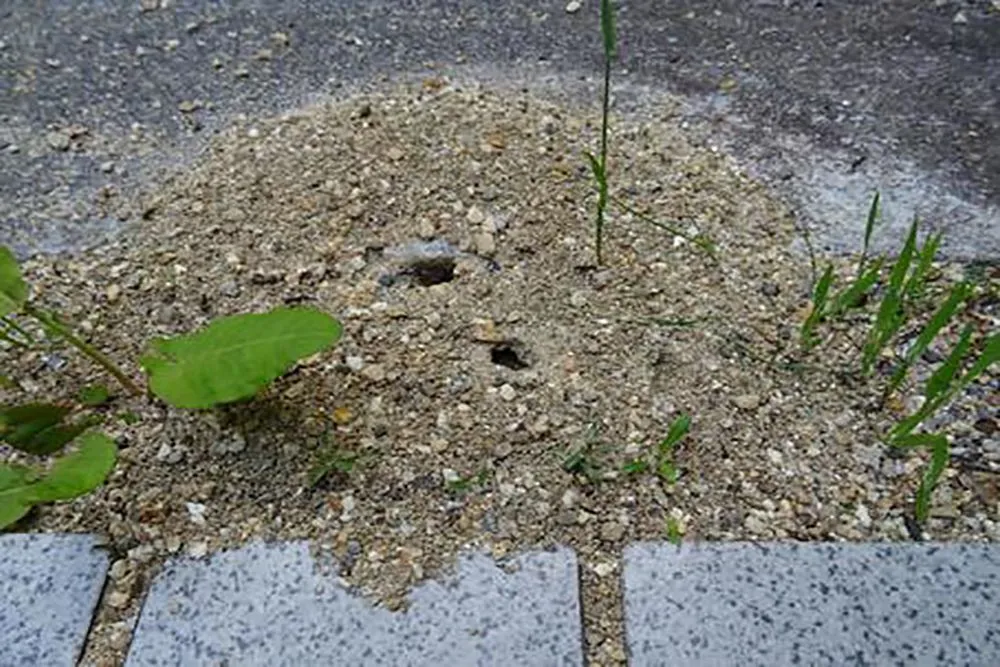 アリを発見したらやるべきこと