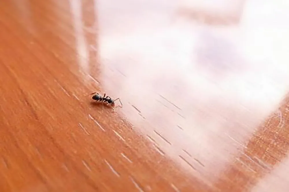 アリの対処方法