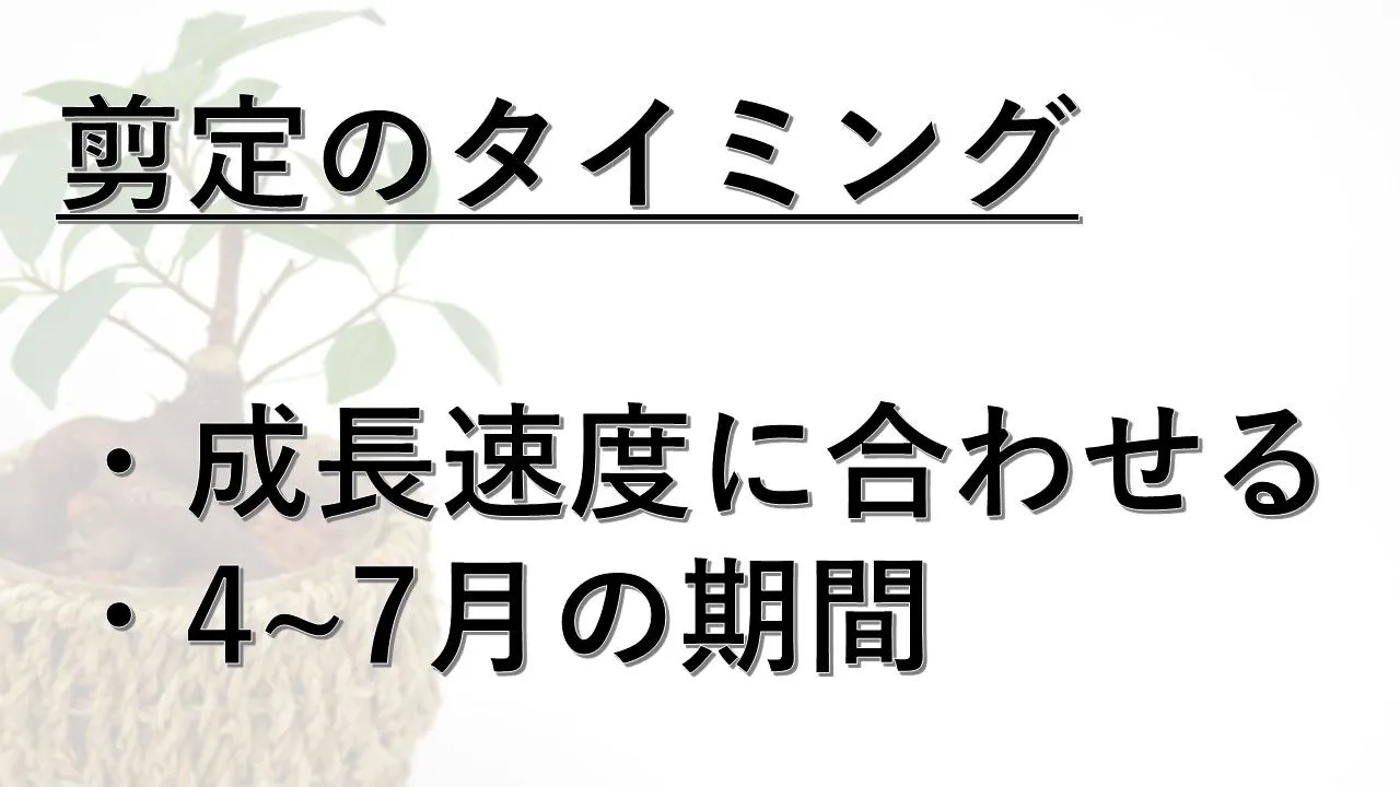 ガジュマルの剪定時期