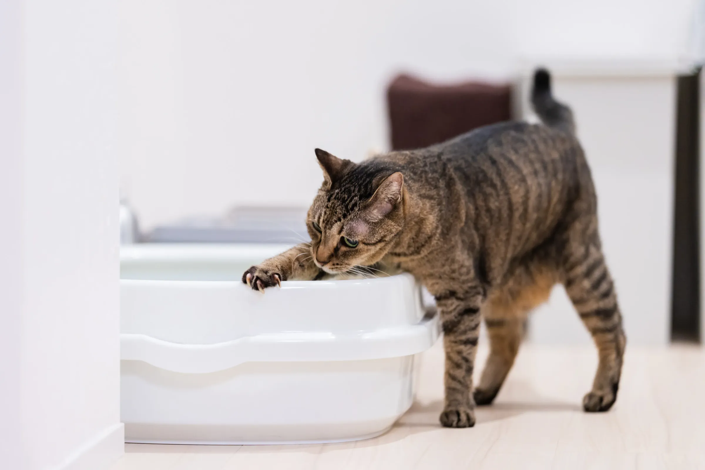猫のトイレの臭い