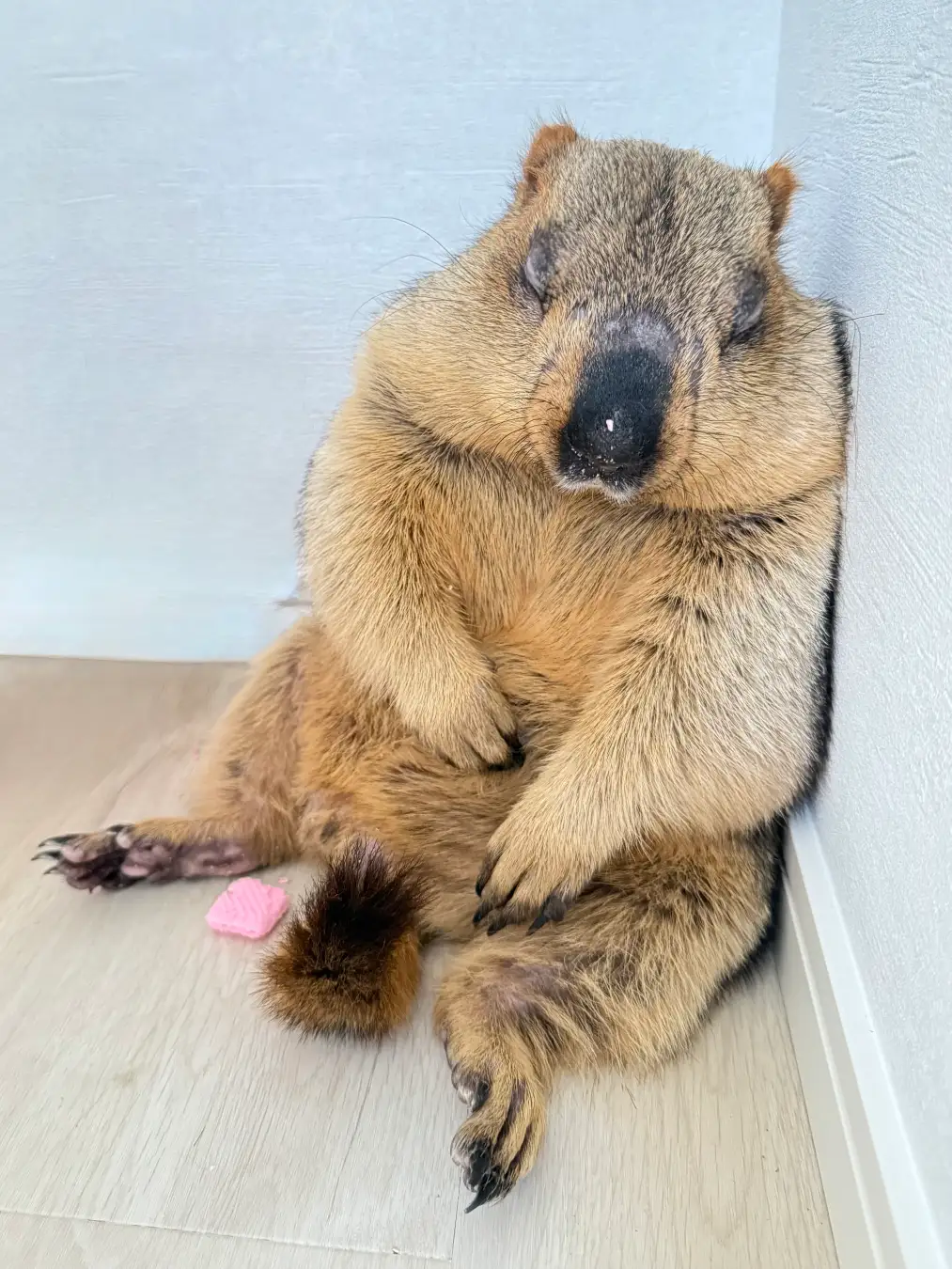 動物と触れ合えるカフェ