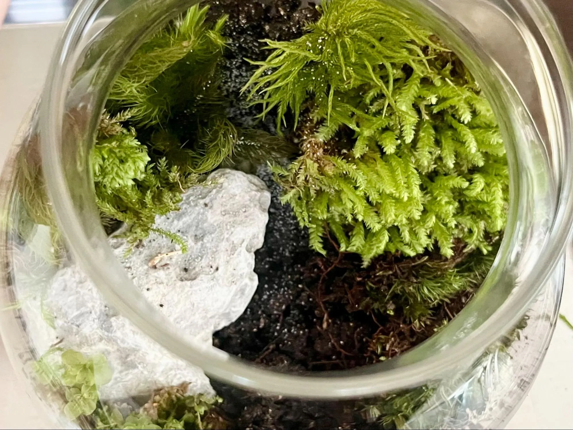 苔テラリウムの鮮やかな緑の様子