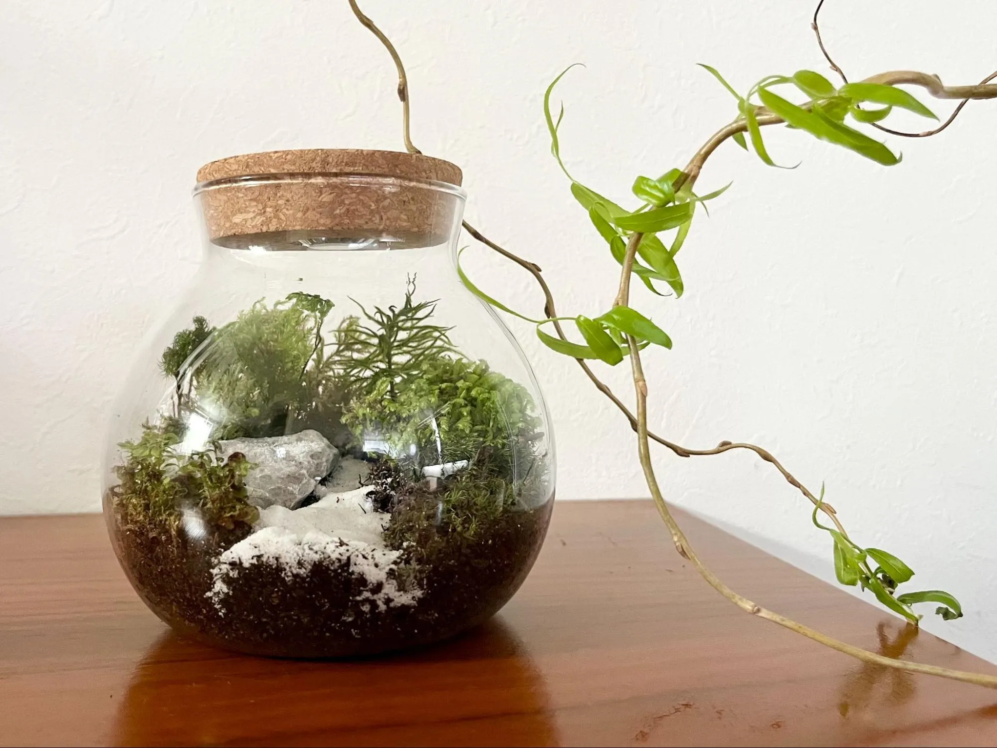 苔テラリウムが飾られている画像