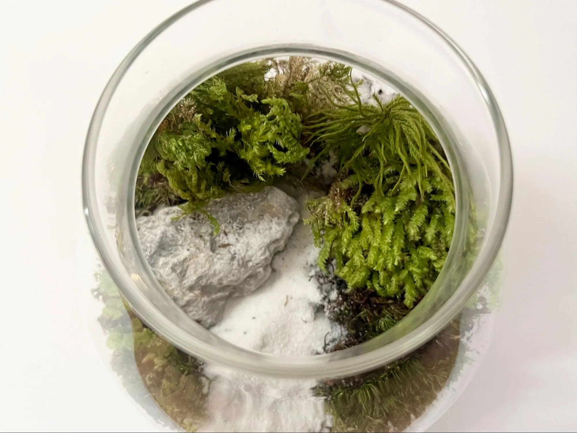苔テラリウムのメンテナンスの様子