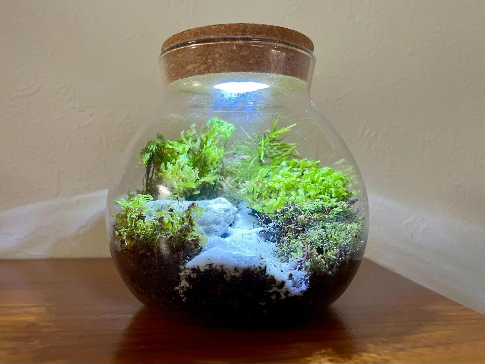 苔テラリウムキットの完成画像