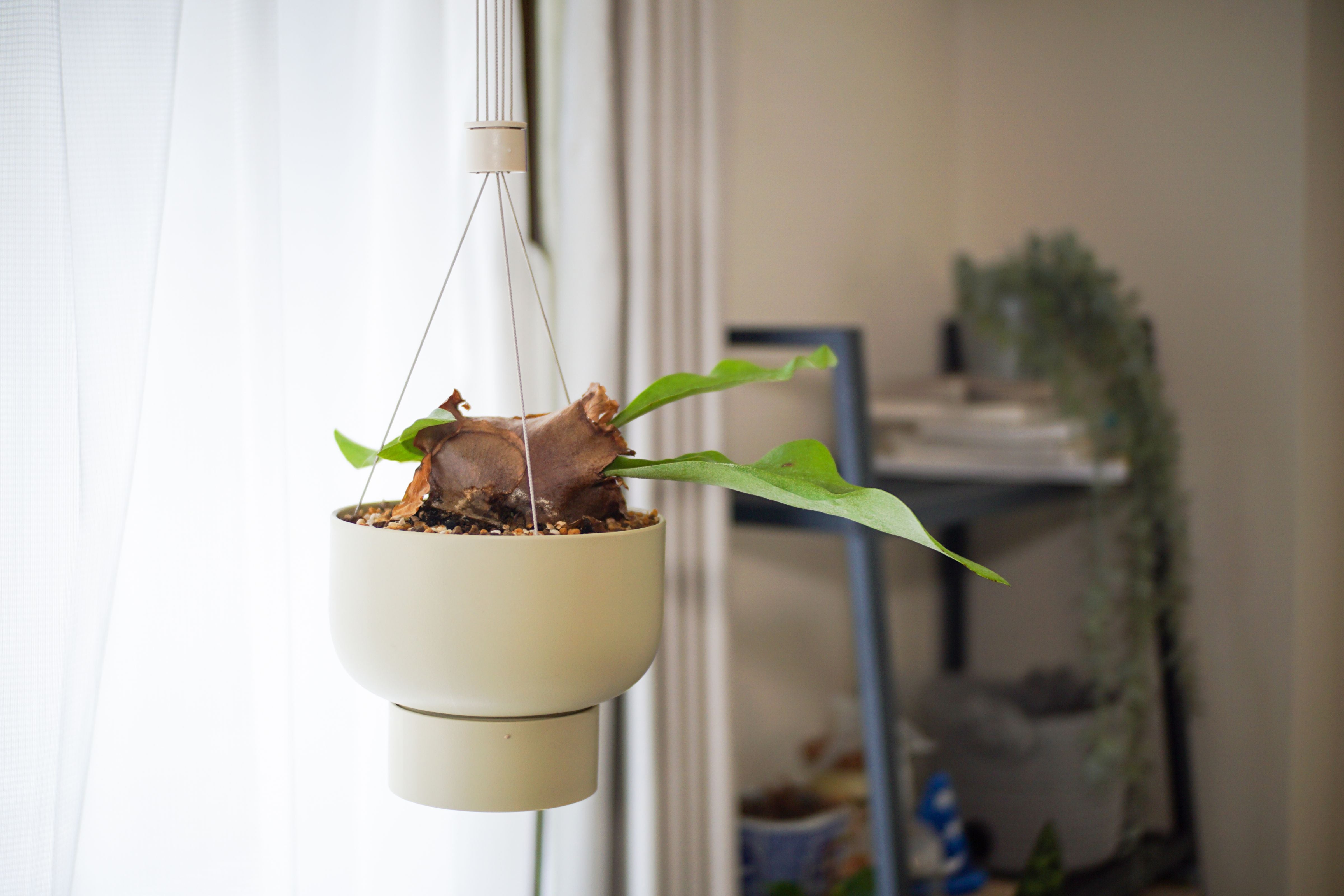 観葉植物