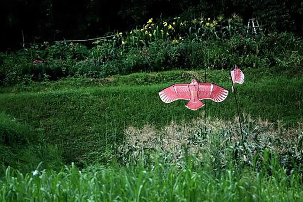 カラス退治