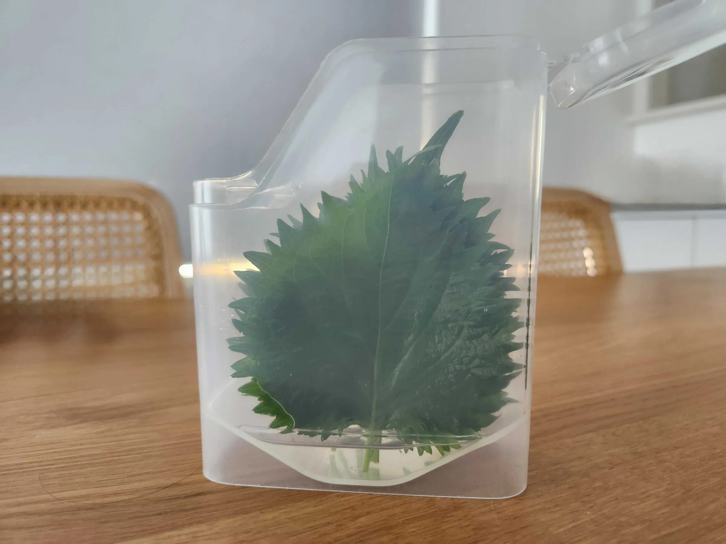 大葉を水につける