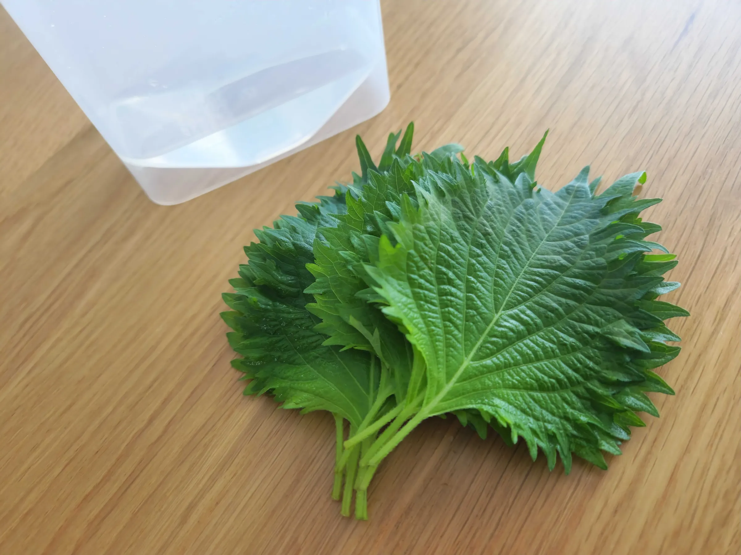 ダイソー大葉保存ケースと大葉