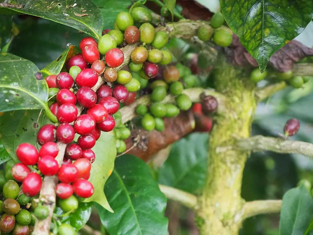 収穫期のコーヒー豆