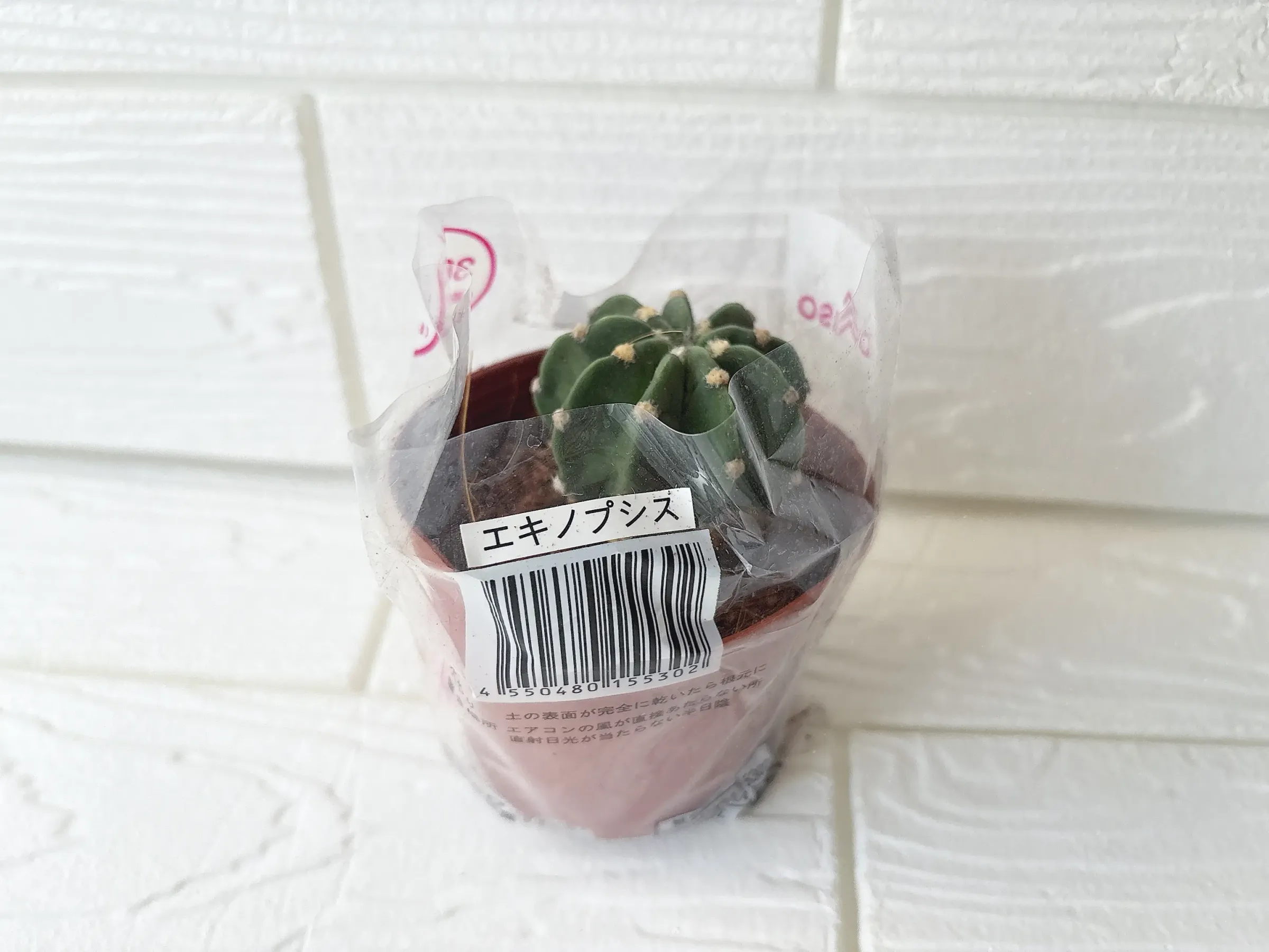 ダイソーの多肉植物エキノプシス