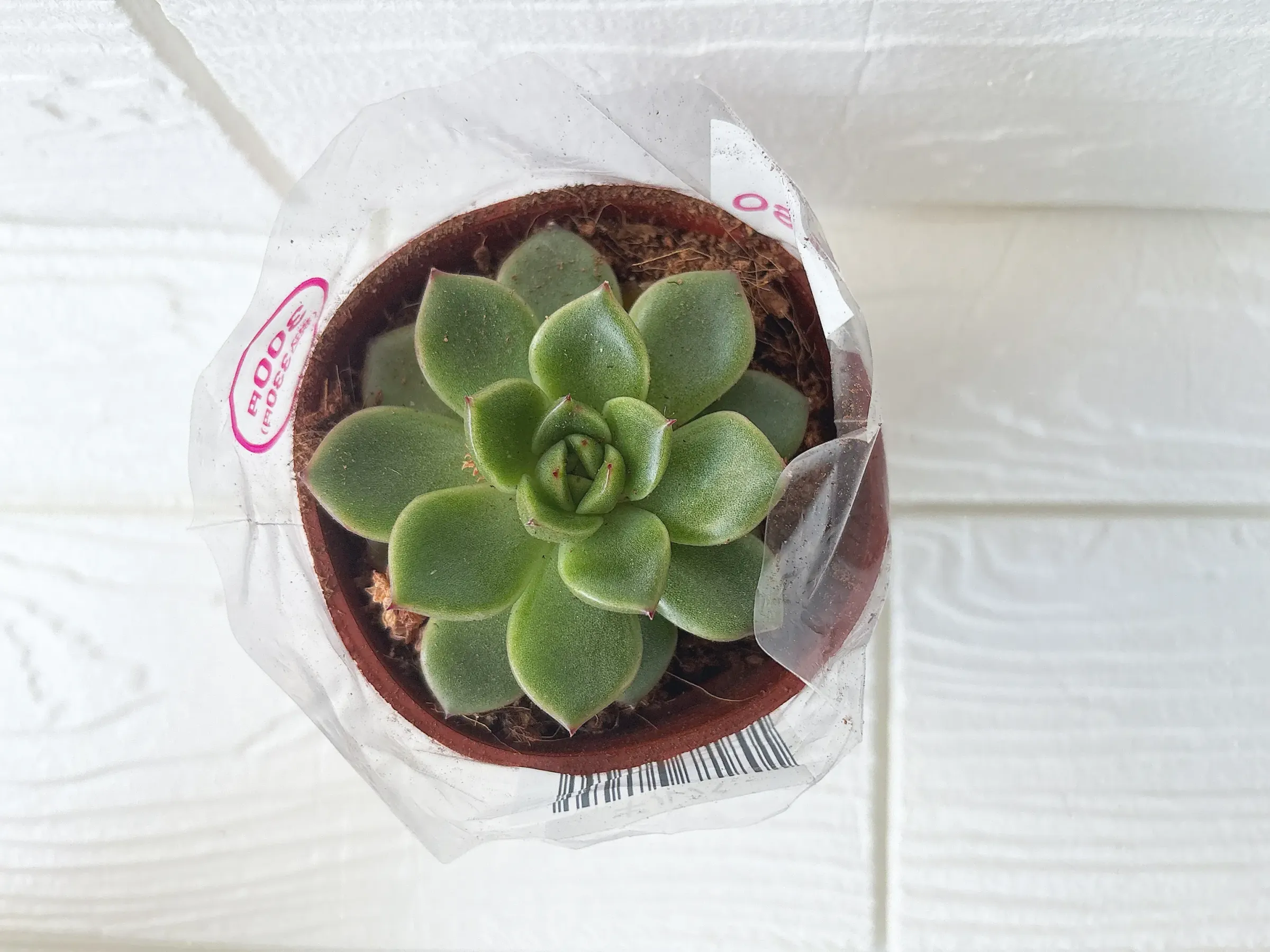 ダイソーの多肉植物ギルバ
