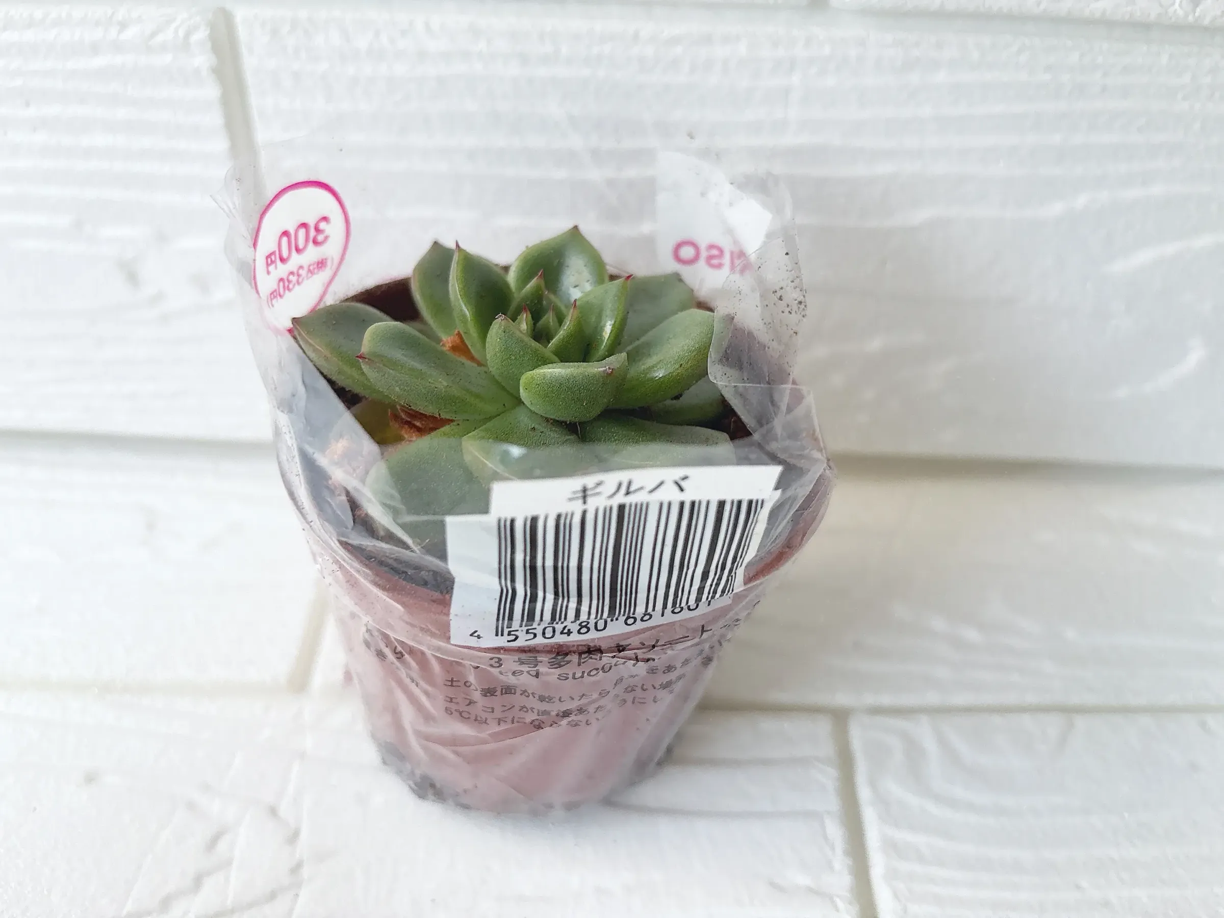 ダイソーの多肉植物ギルバ