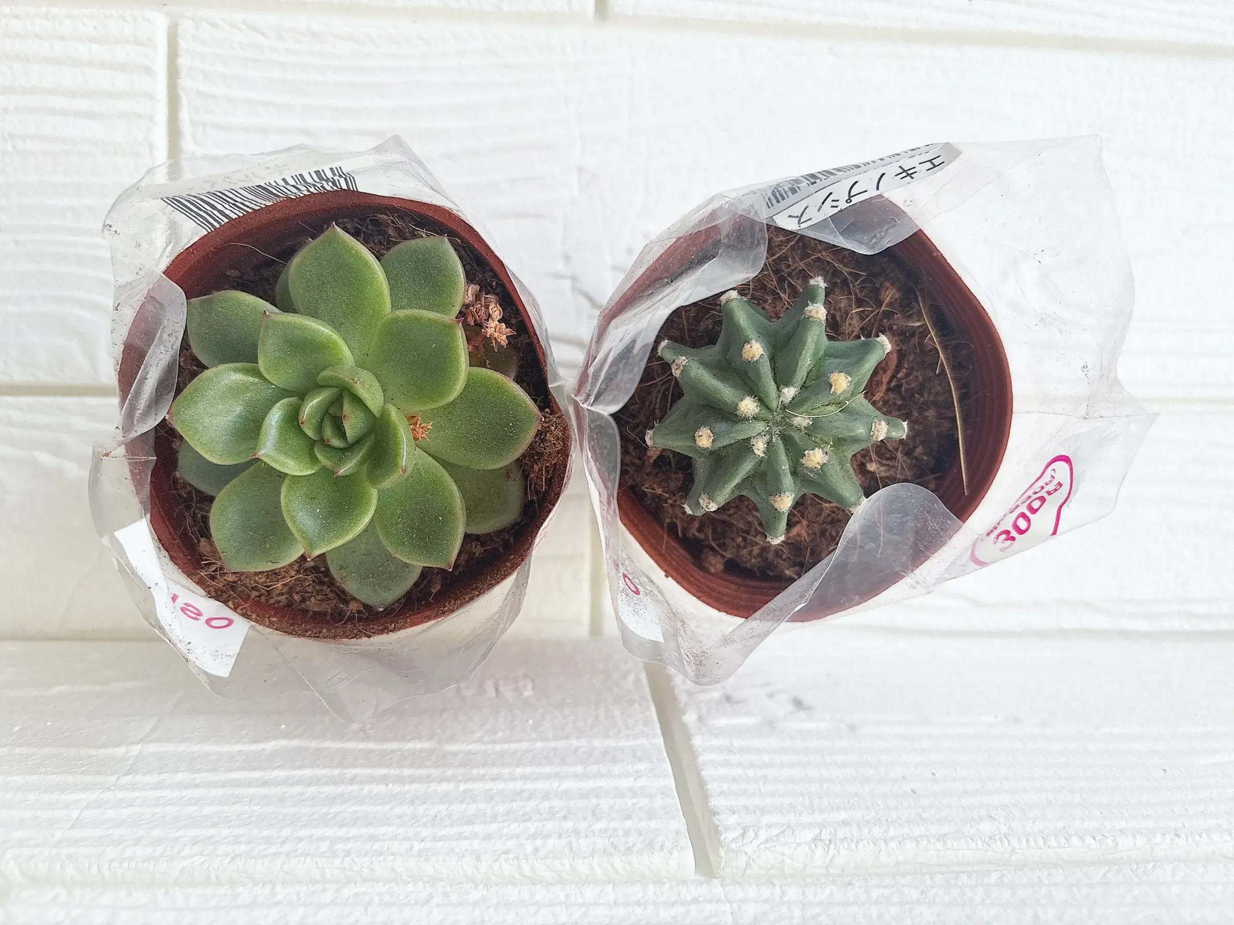 ダイソー多肉植物