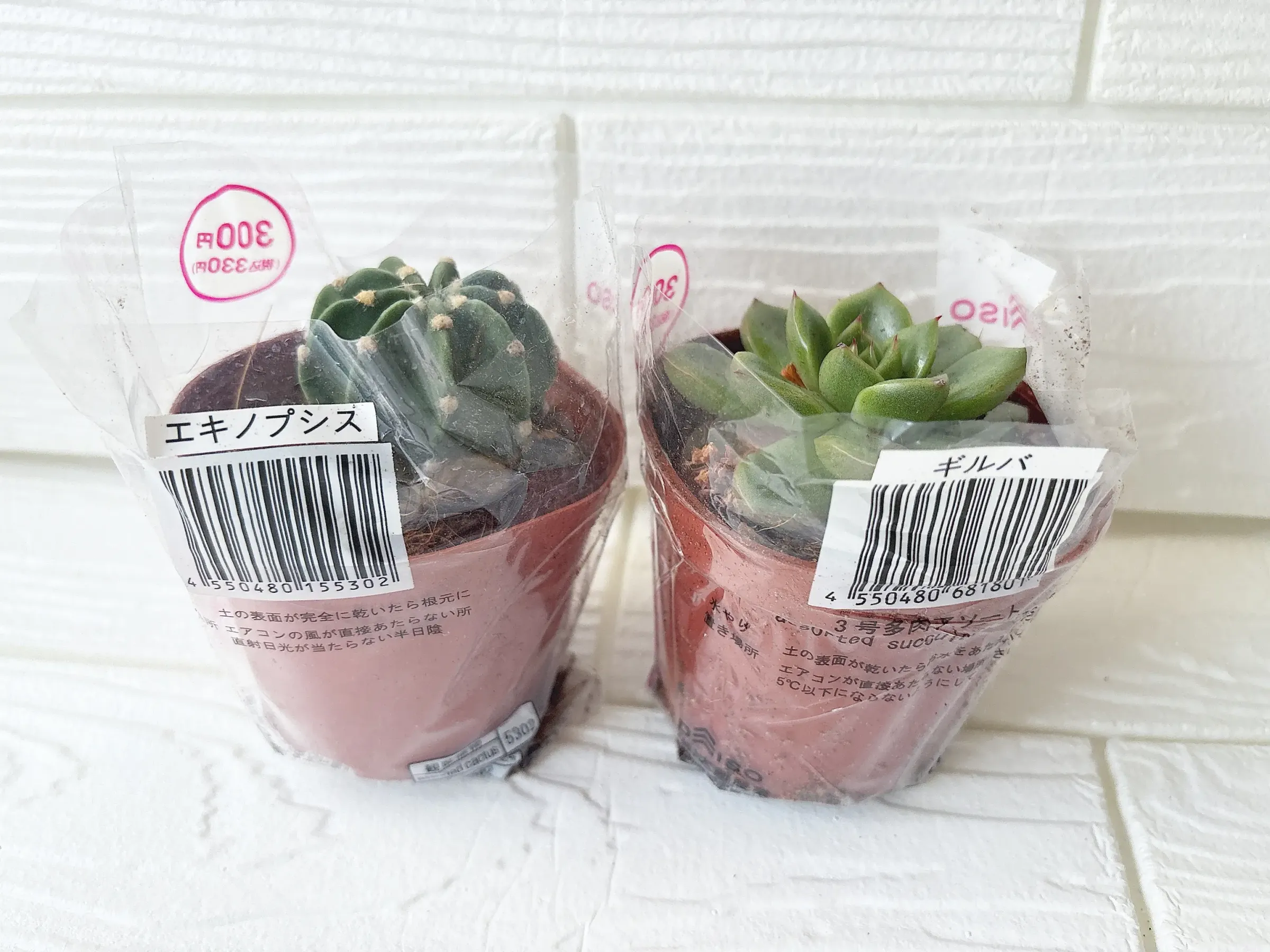ダイソー多肉植物