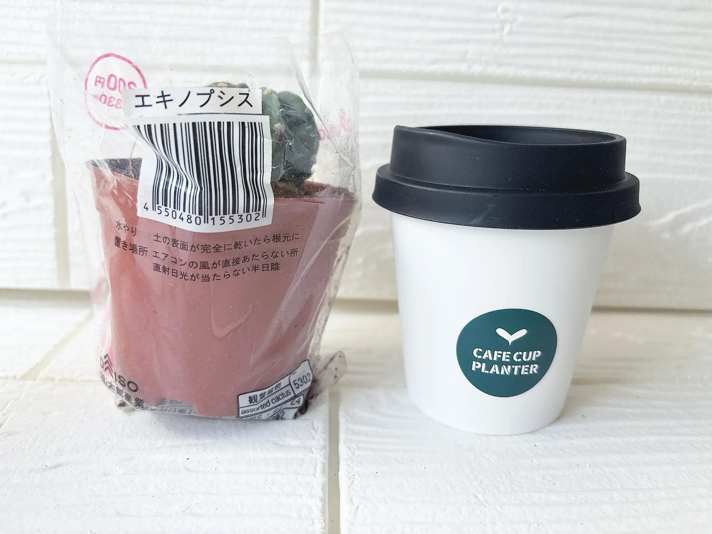 ダイソーの多肉植物とプランター