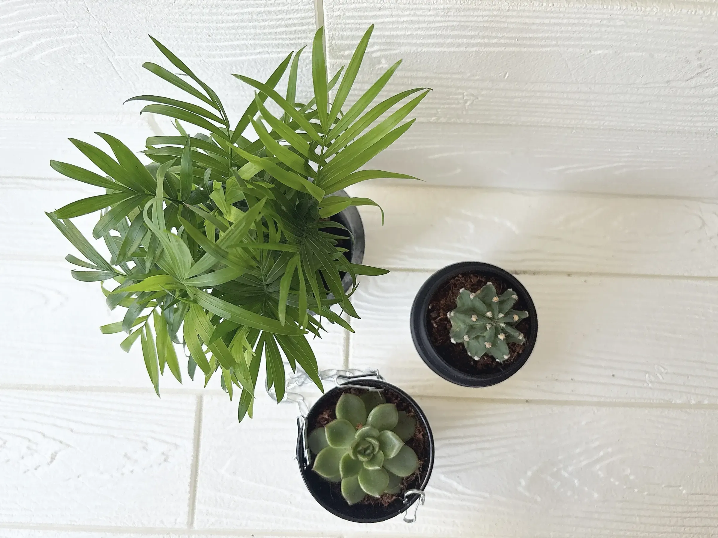 ダイソーの観葉植物と多肉植物