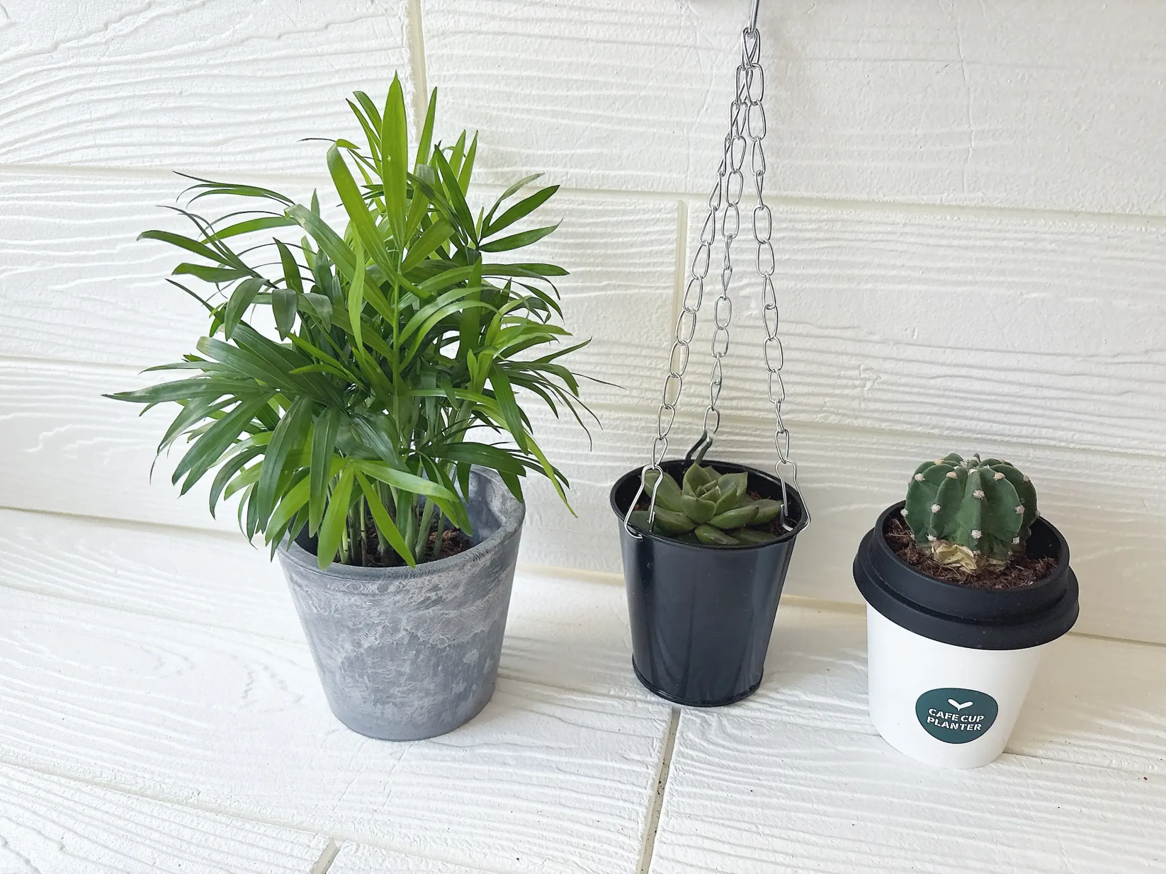 ダイソーの観葉植物と多肉植物