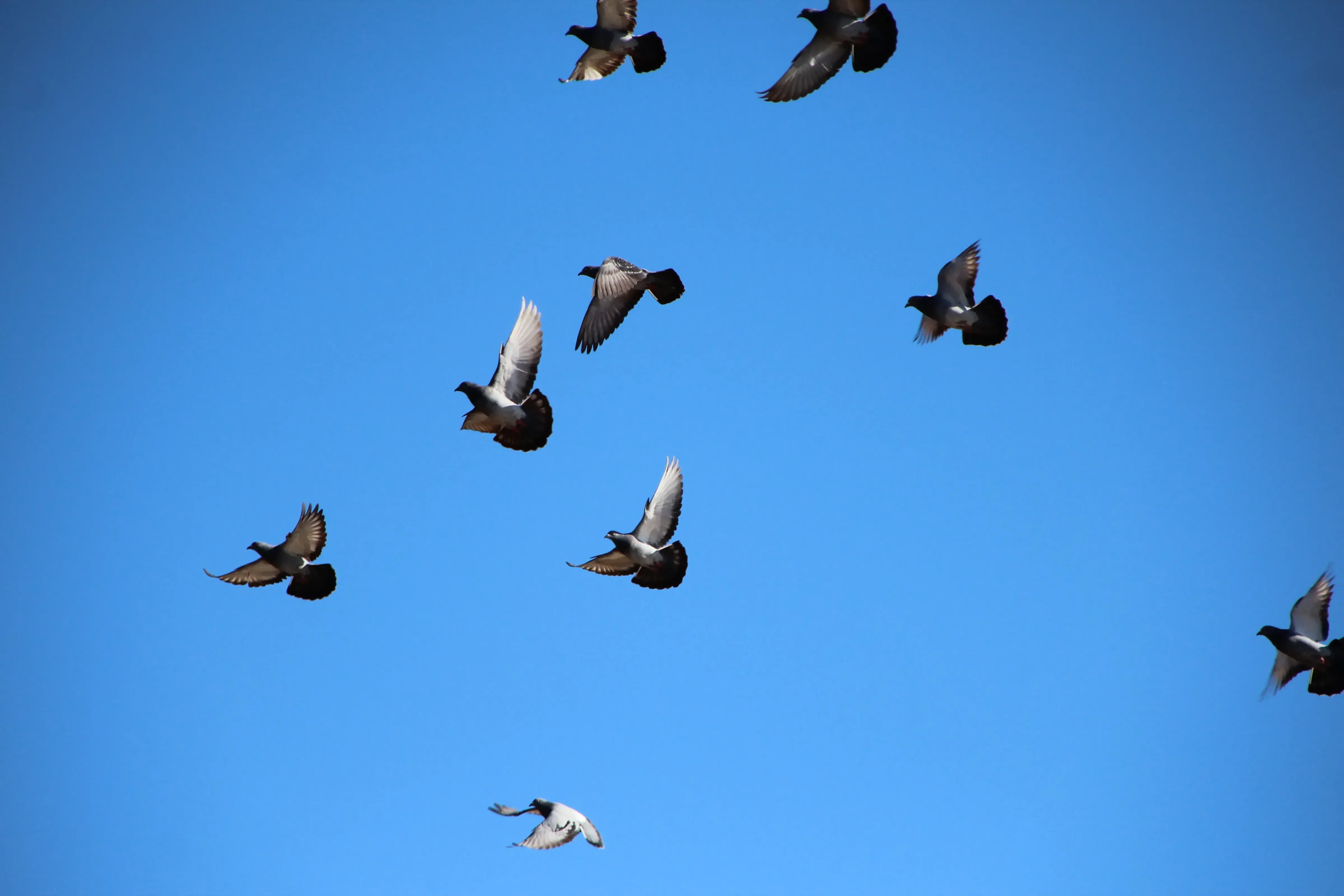 鳩が人間に与える悪影響