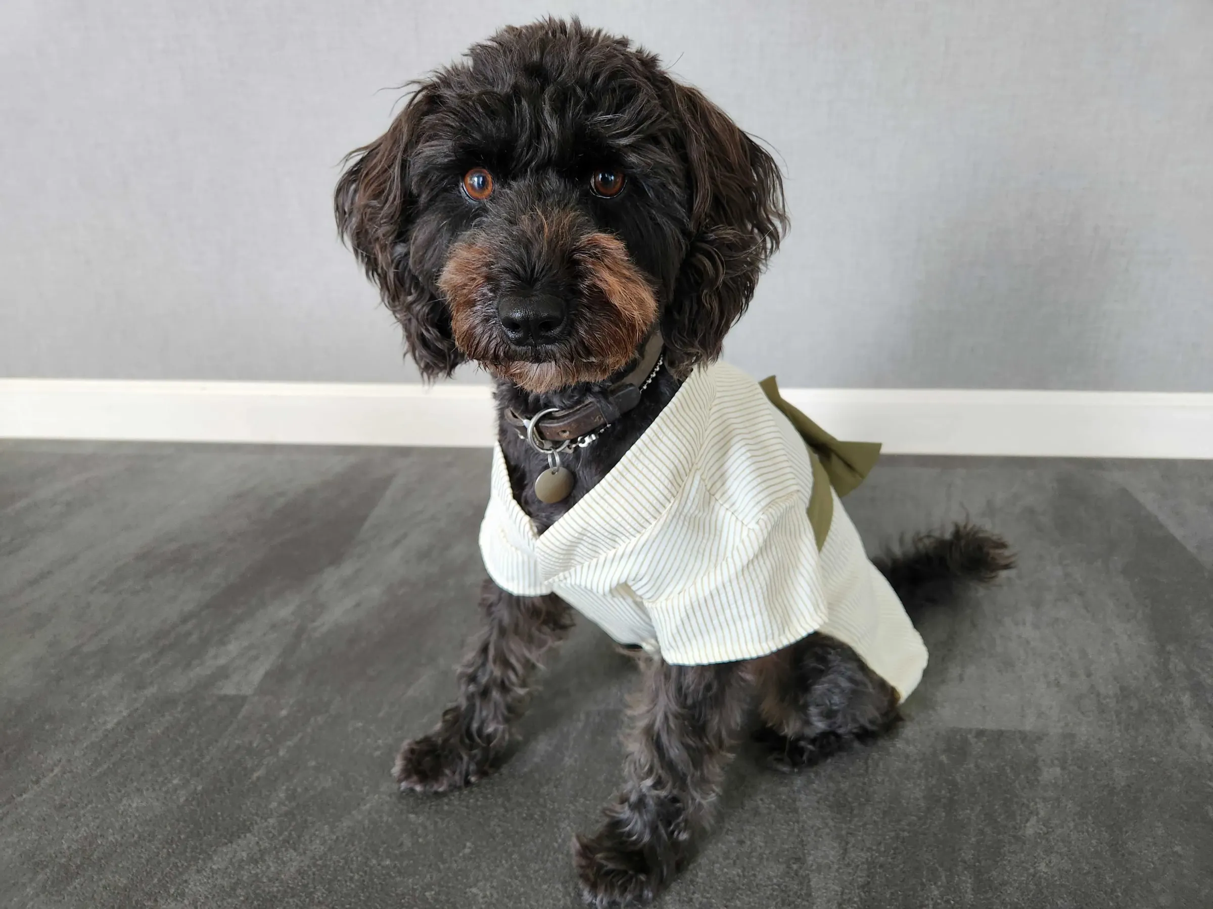 浴衣試着MIX犬7kg