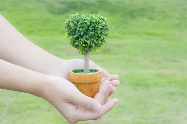 苗木