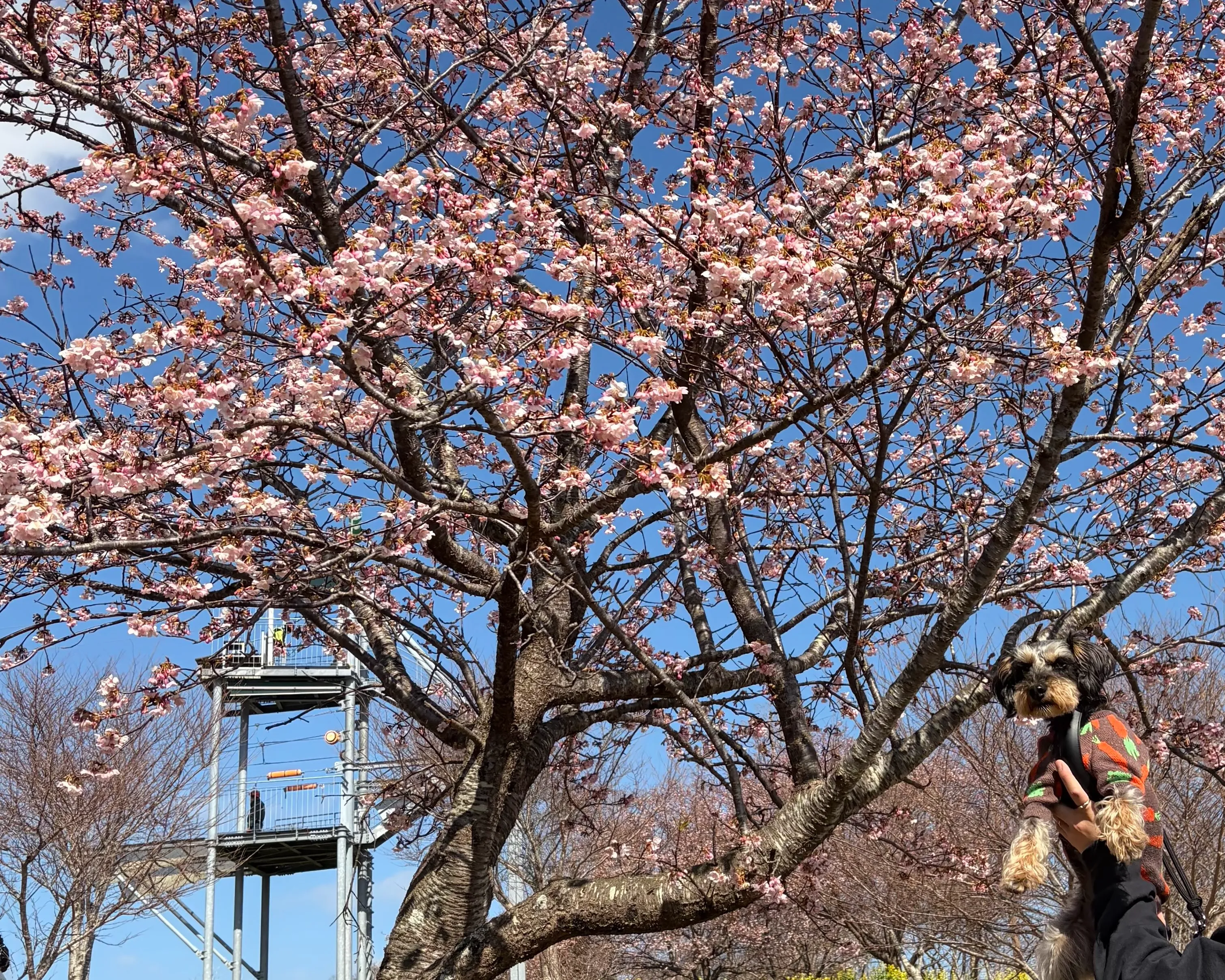 桜と犬
