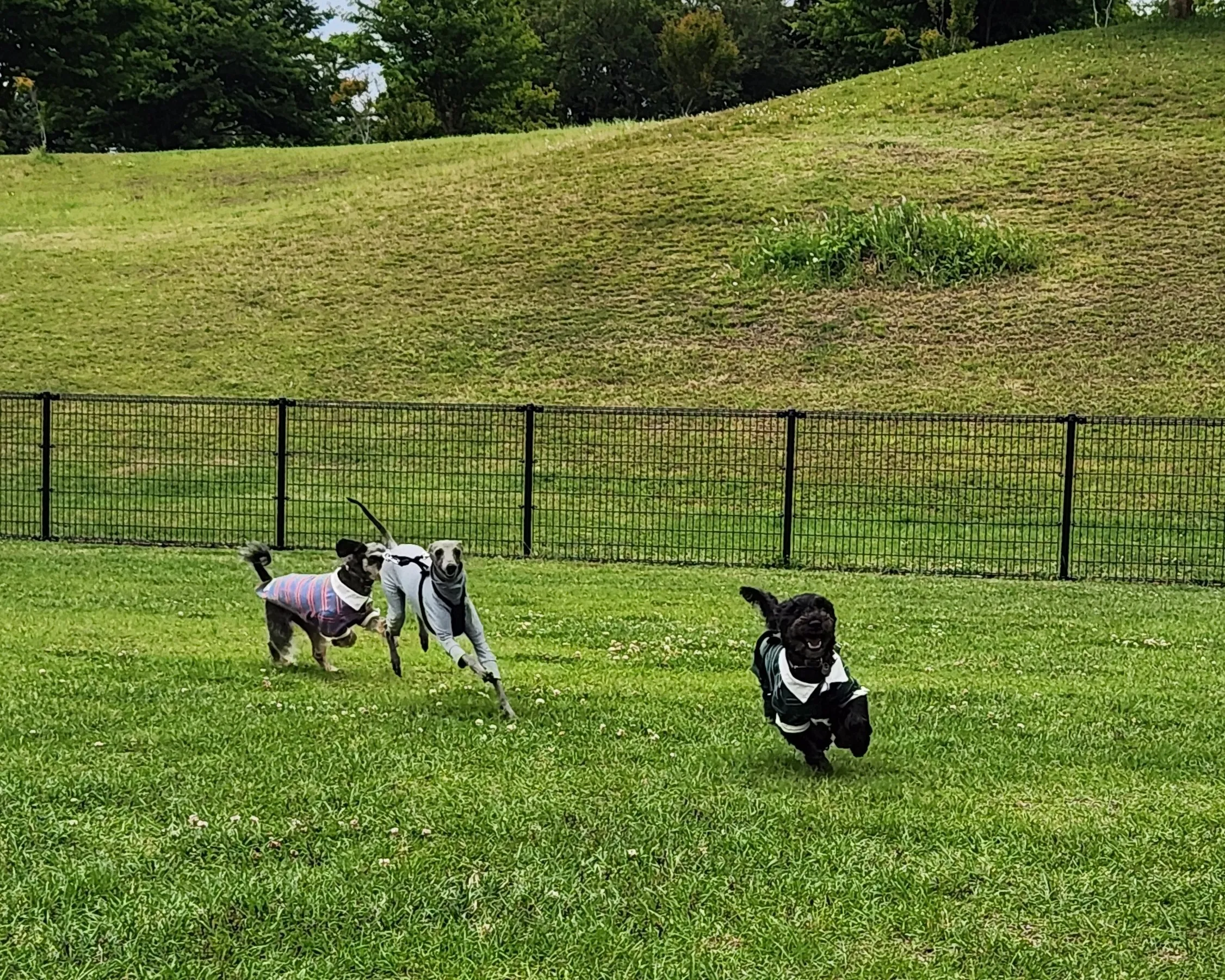 走る犬
