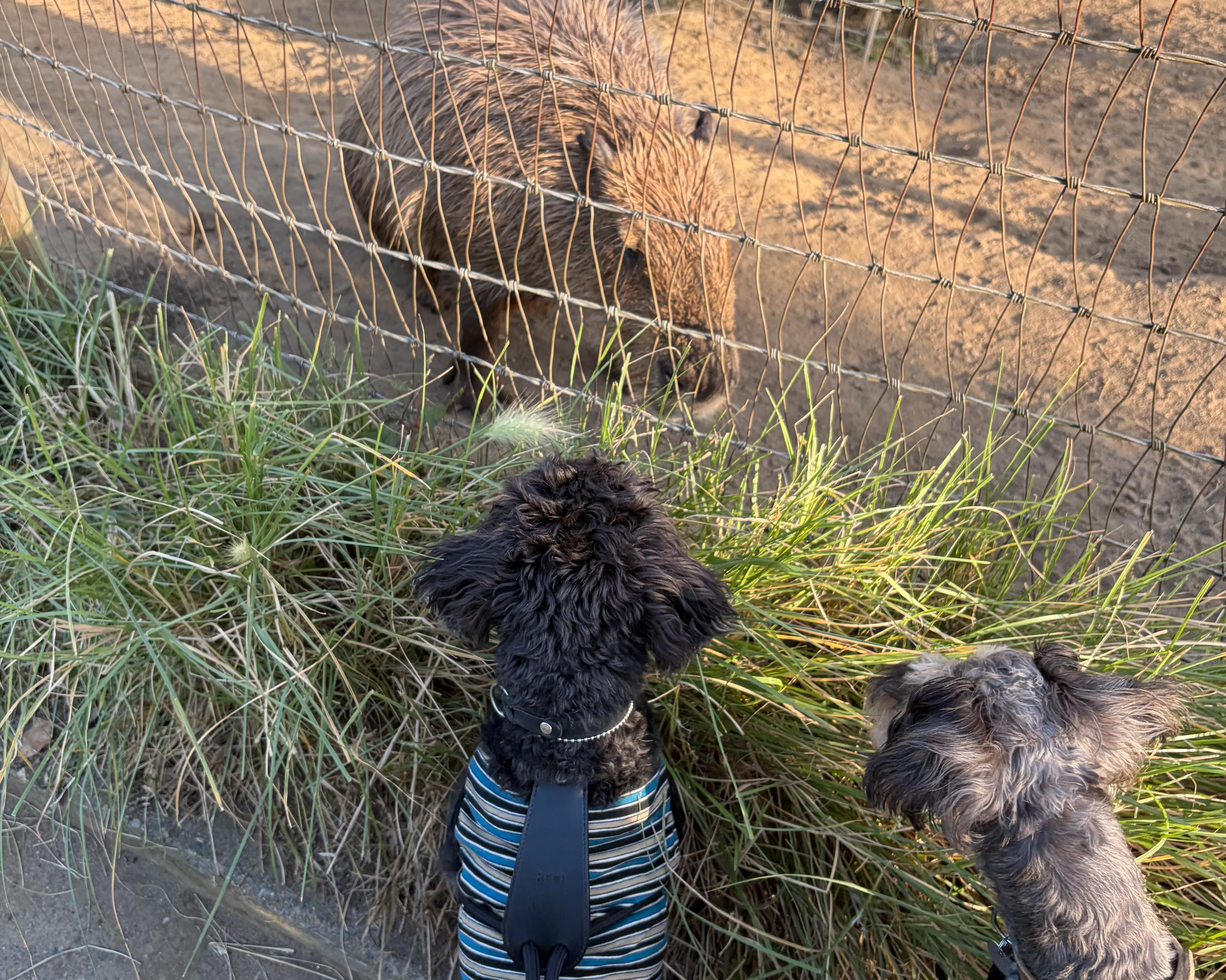 犬とカピバラ